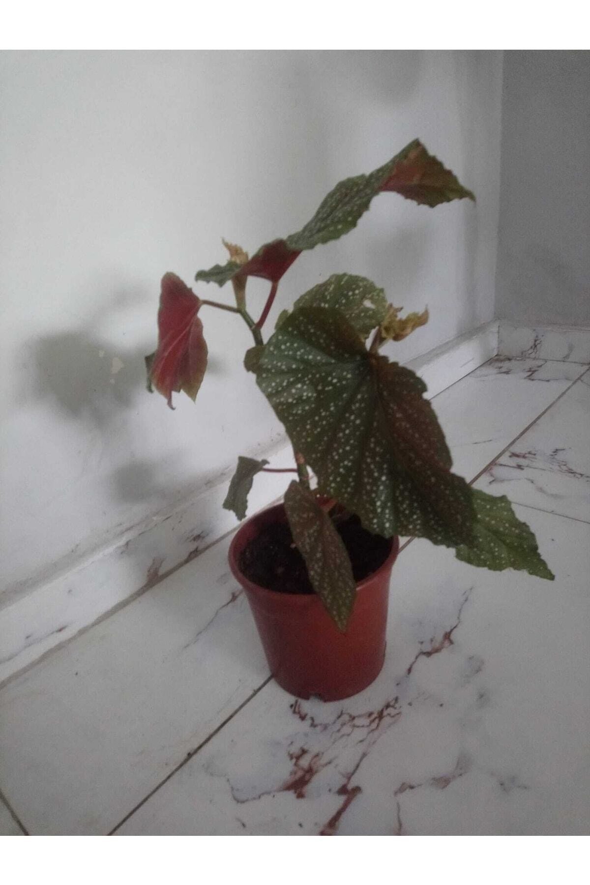 Saksılı Çilli Begonya Çiçeği Fıdanı 40 Cm Saksılı