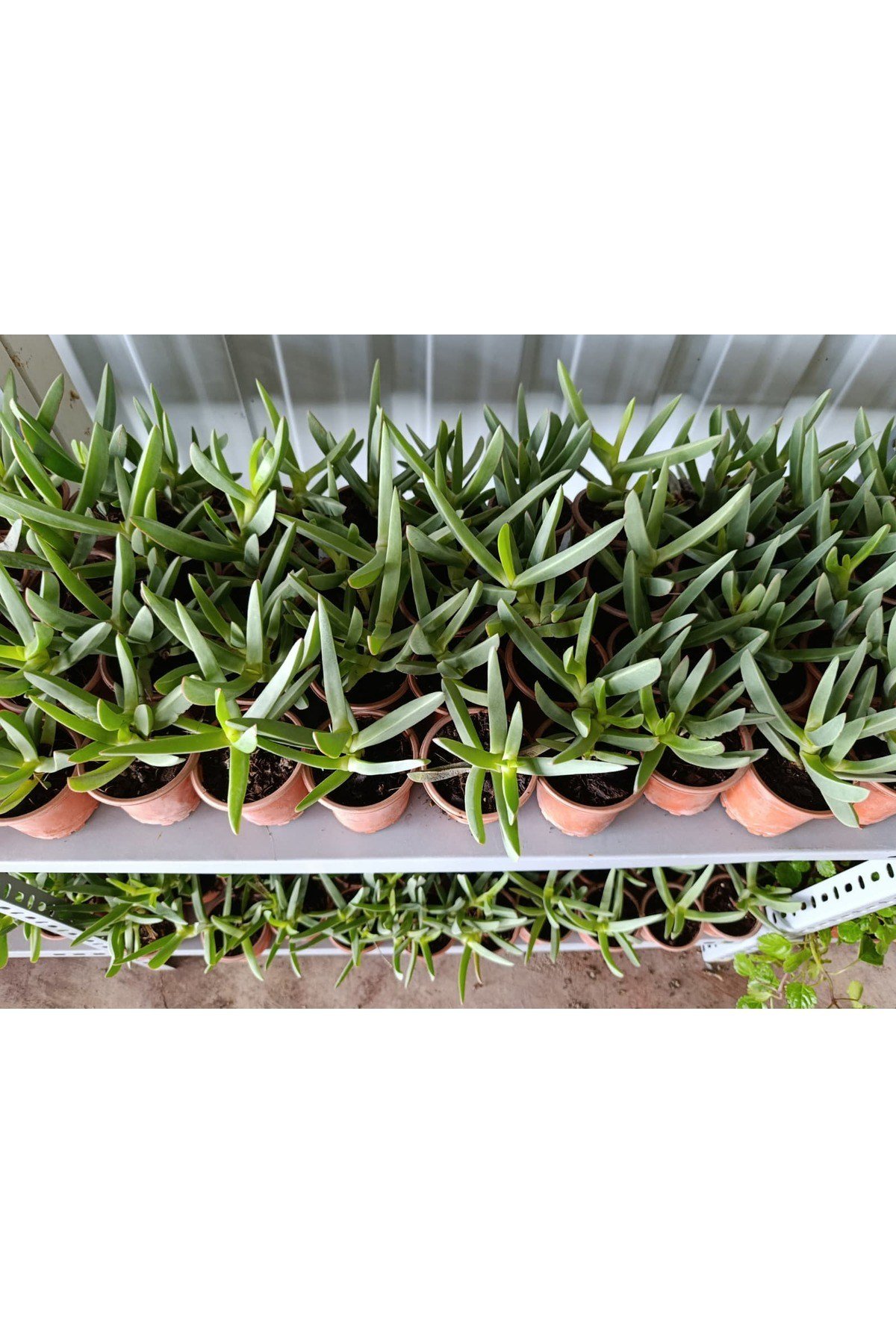 Saksılı Kaz Ayağı Çiçeği Fidanı 10-20 Cm