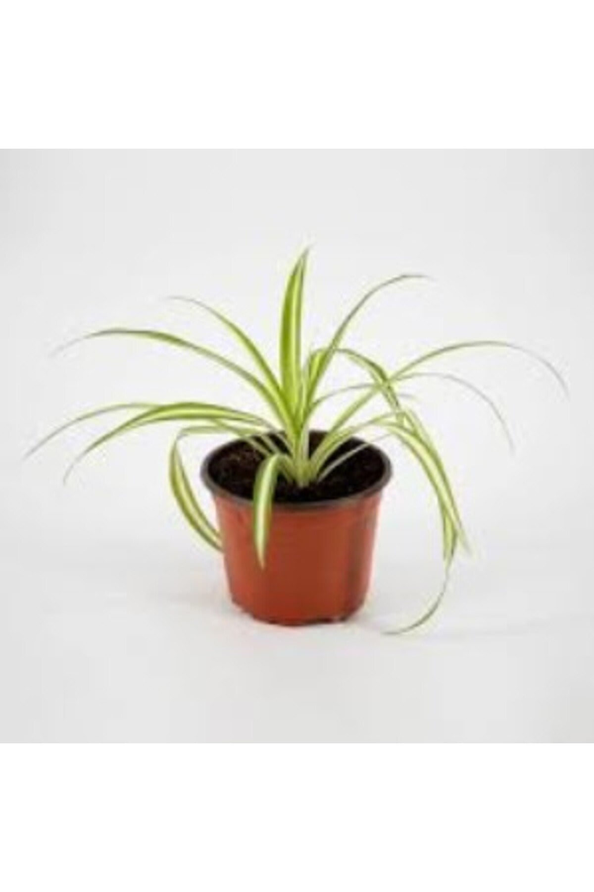 Saksılı Kurdela Canlı Çiçek 10-20 cm