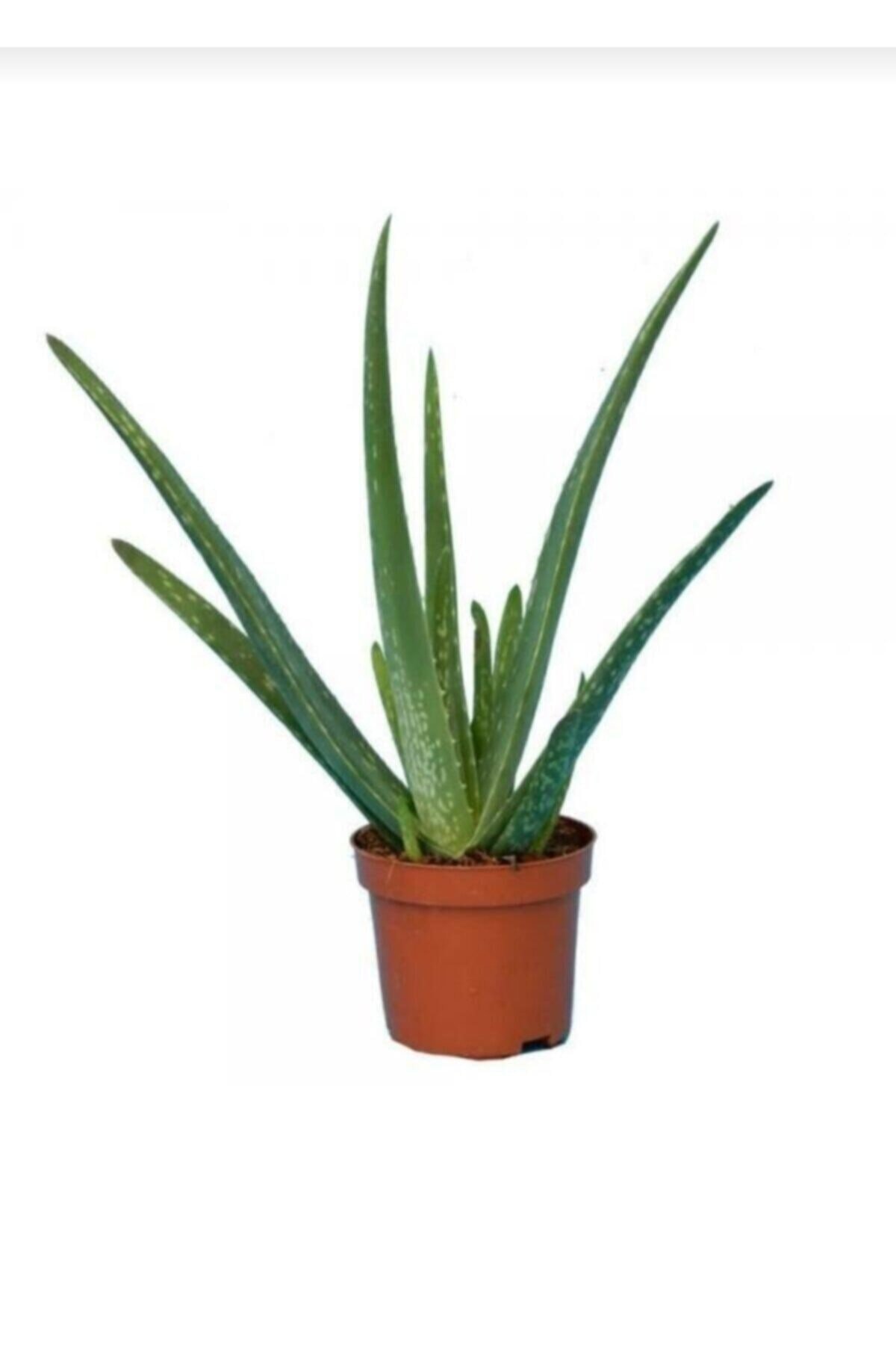Saksımarket Canlı Aloevera Bitkisi 15 Cm