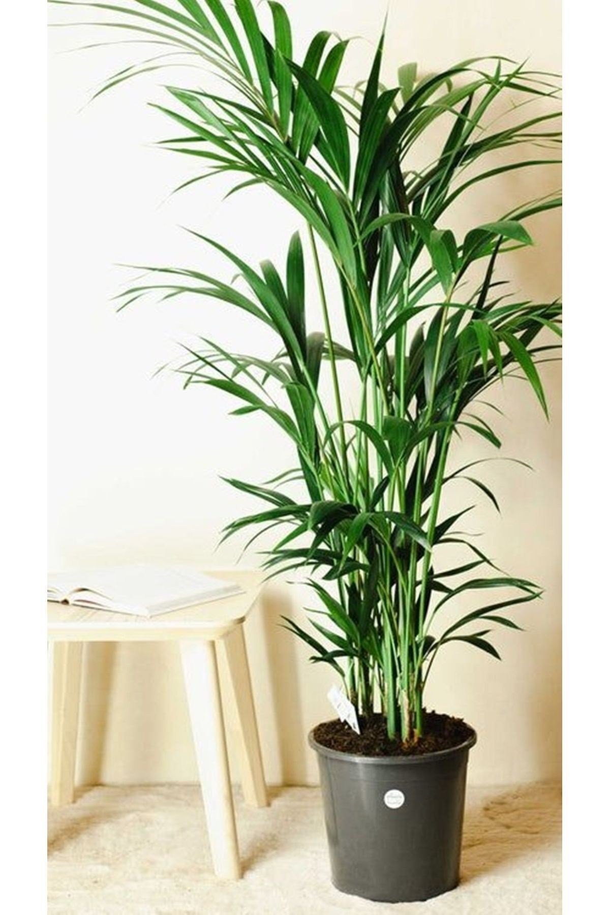 Salon Bitkileri Areka Palmiyesi Ev Ofis Salon Bitkisi 100-120cm Areca100