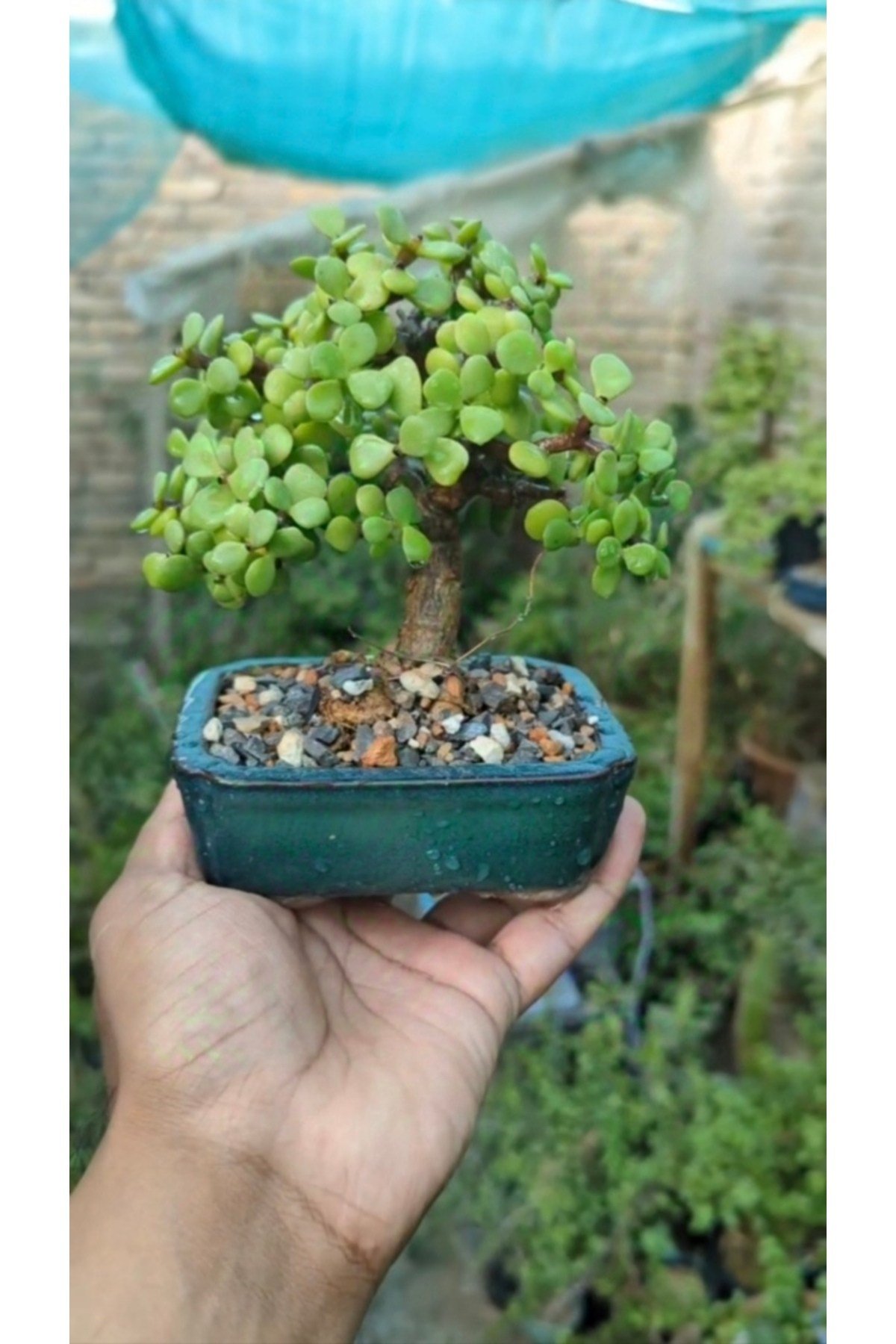 Salon Bitkisi Bonsai Ağacı Granit Saksıda