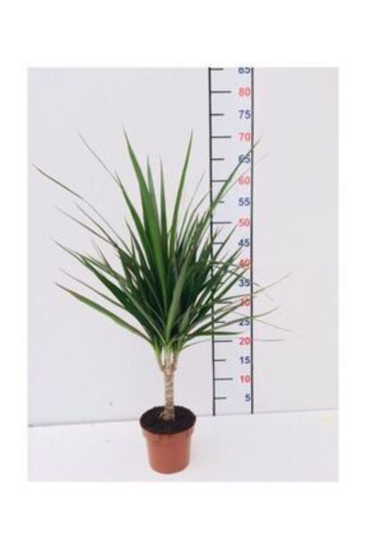 Salon Çiçeği, Dracaena Marginata 3-4 Dallı
