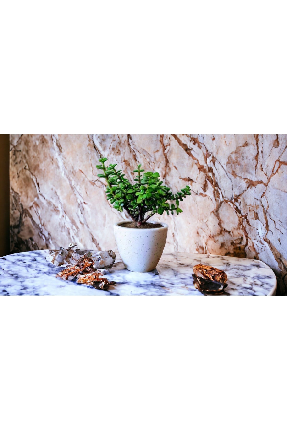 Şans Getiren Bonsai Ağacı Afra Para Bitkisi