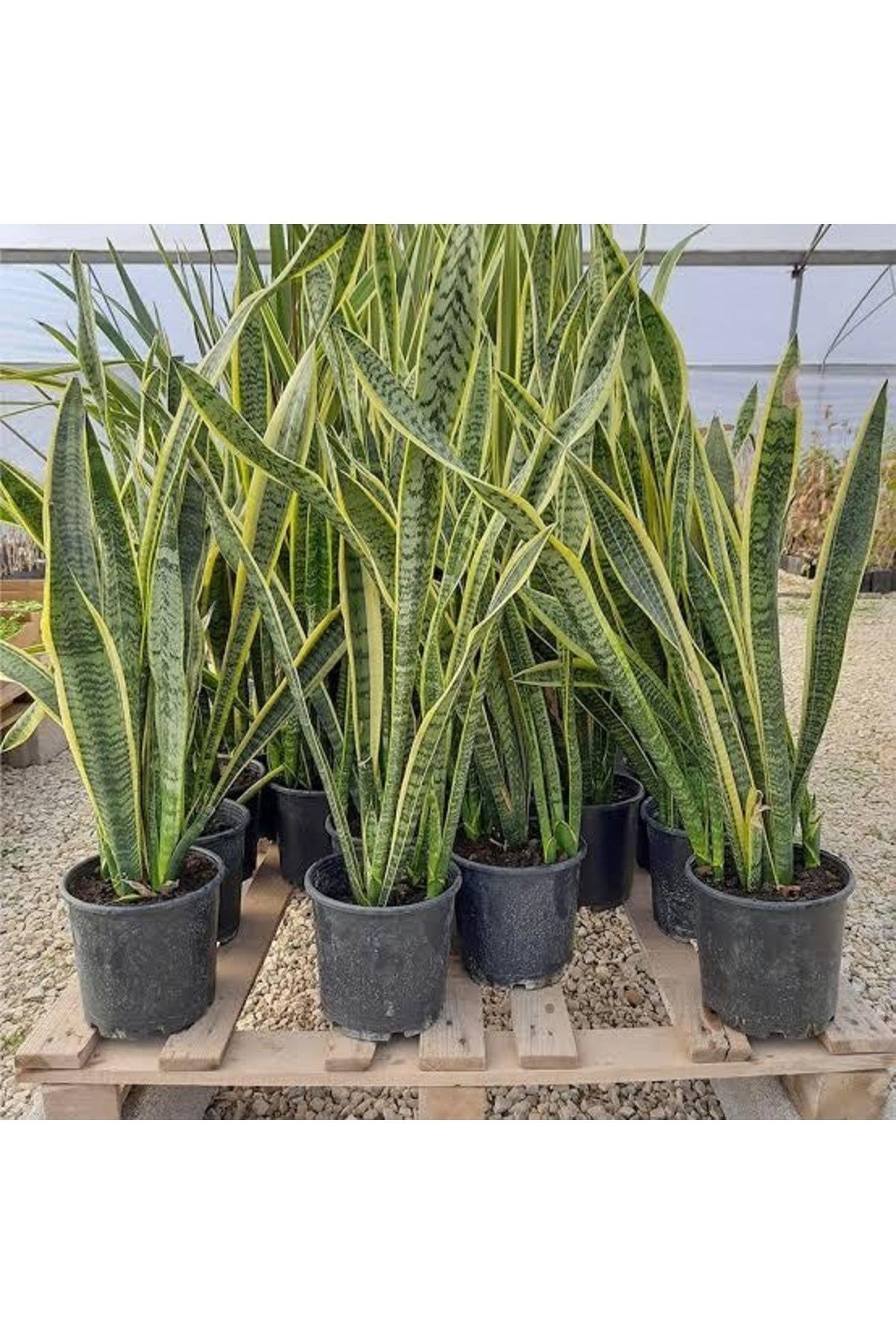 Sansaveria Trifasciata - Sarı Alacalı Paşa Kılıcı- 100 Cm