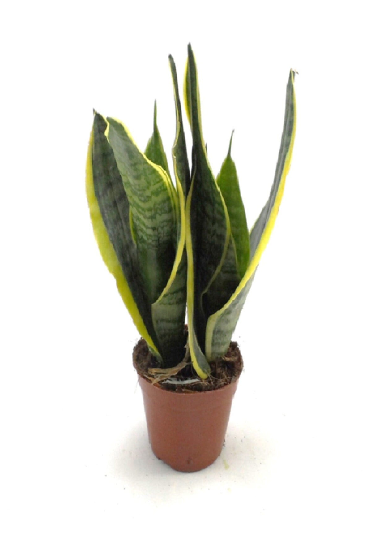 Sansevieria Trifasciata Paşa Kılıcı