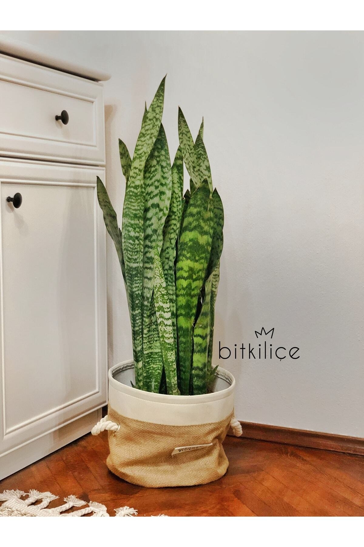 Sansevieria Zeylanica Xlarge (paşa Kılıcı) 80-90 Cm