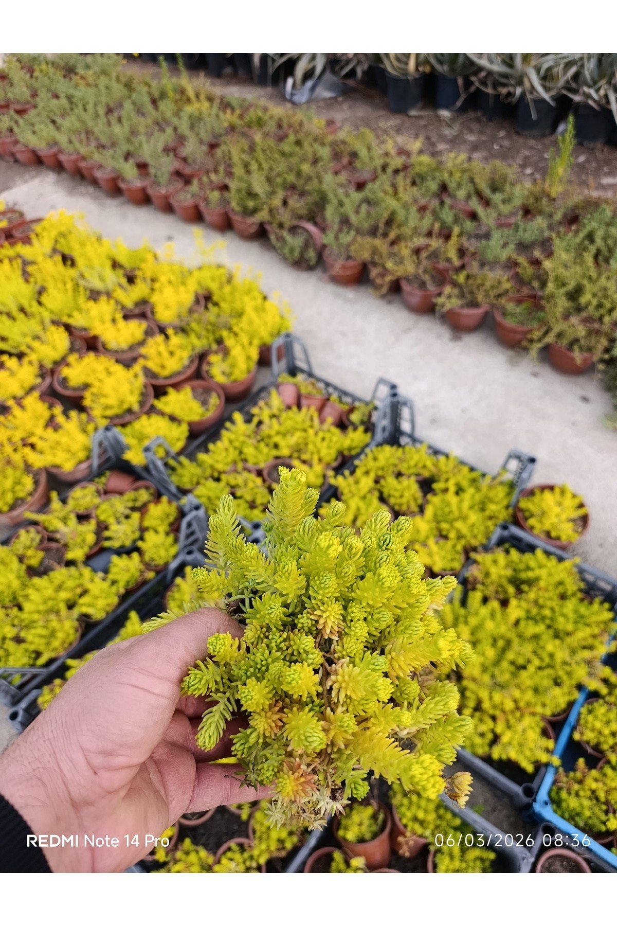 Sarı Sedum Lemon Ball - 10,5'lik Saksıda Canlı Sukulent - Neon Sarı Yayılıcı Bahçe Balkon Bitkisi