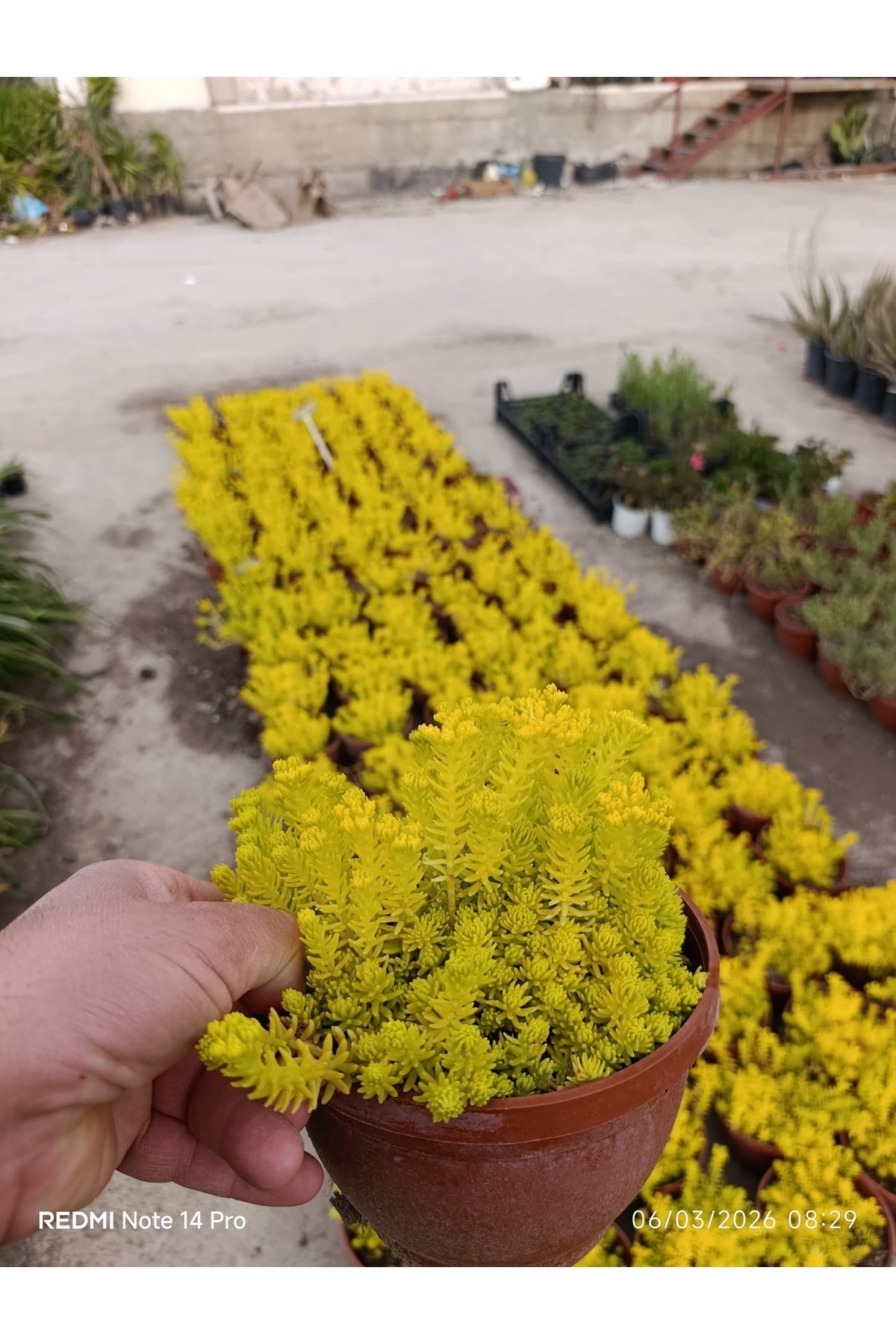Sarı Sedum Lemon Ball - Neon Sarı Canlı Sukulent - Yayılıcı ve Dayanıklı Bahçe Balkon Bitkisi