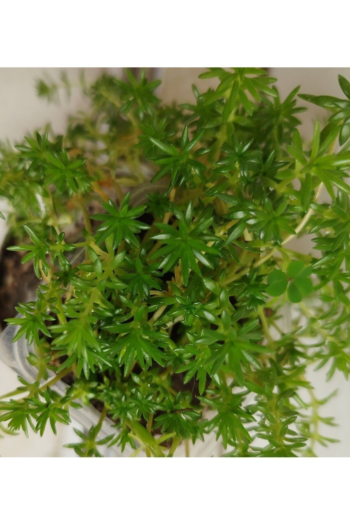 Sarı Sedum Lineare Tuhumb Sukulent