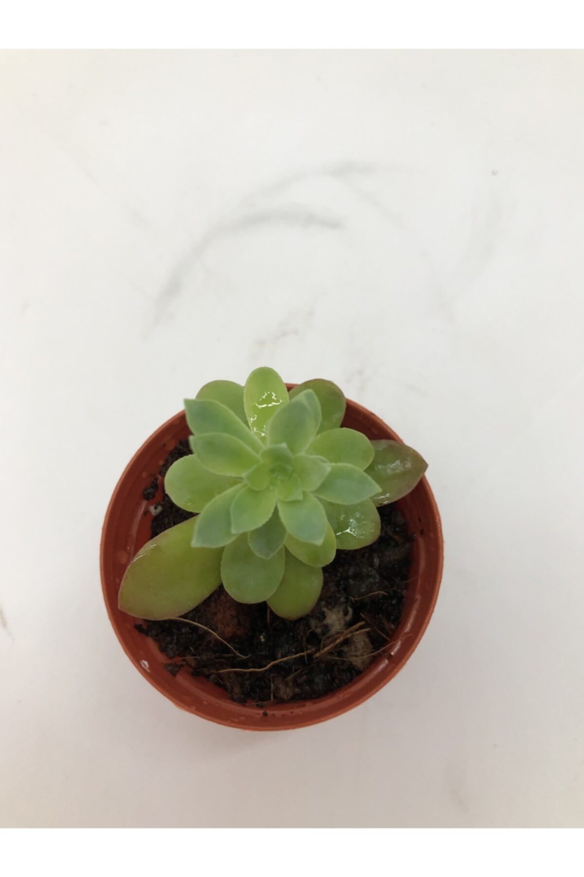 Sedum Palmeri Sukulent Sarı Çiçek Açan