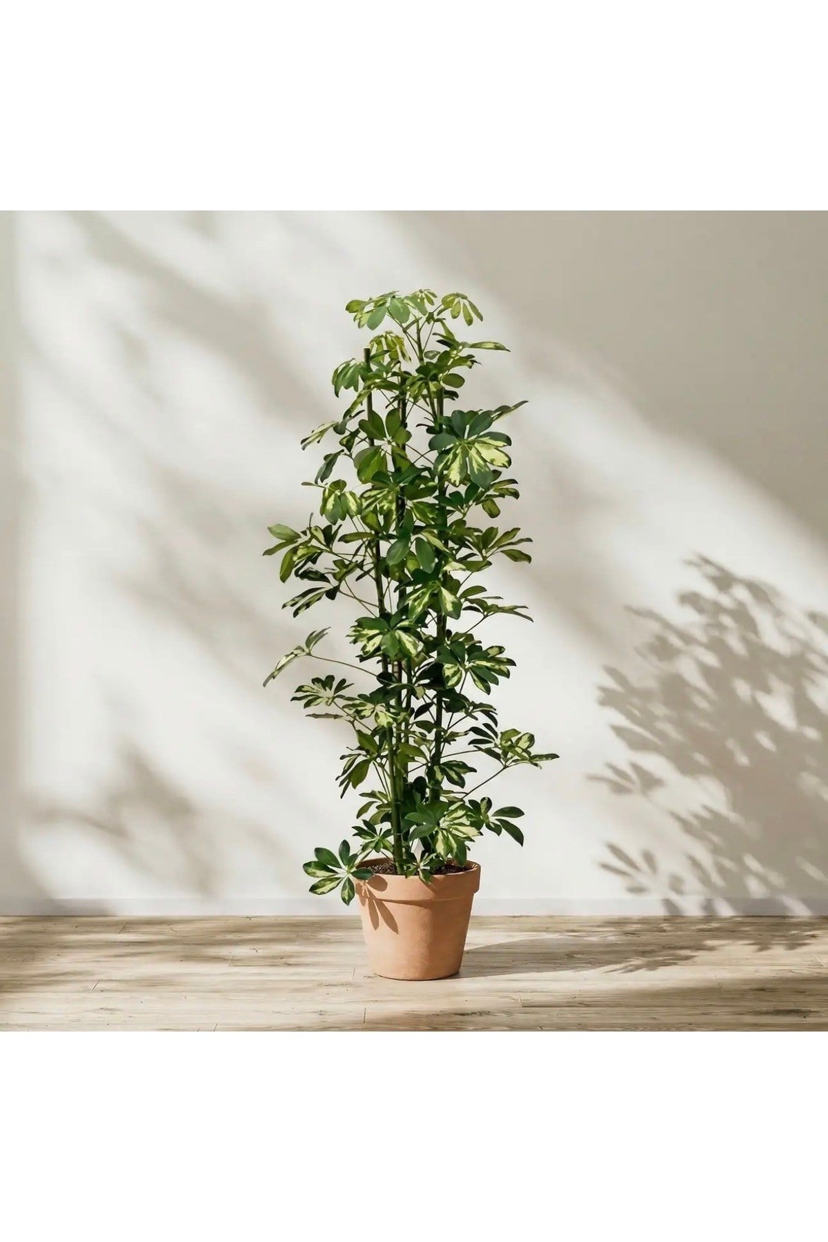 Şeflera Bitkisi 60-70 Cm Özel Kutulu Schefflera Bitkisi 5 Parmak Bitkisi Ev Ofis Salon Bitkisi
