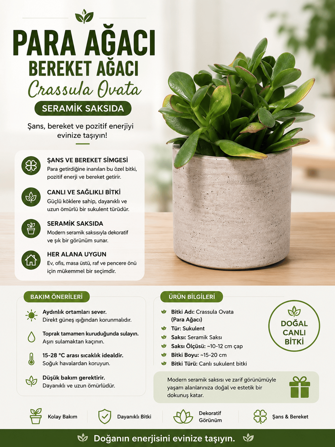Seramik Saksıda Para Ağacı Bereket Ağacı Crassula Ovata 