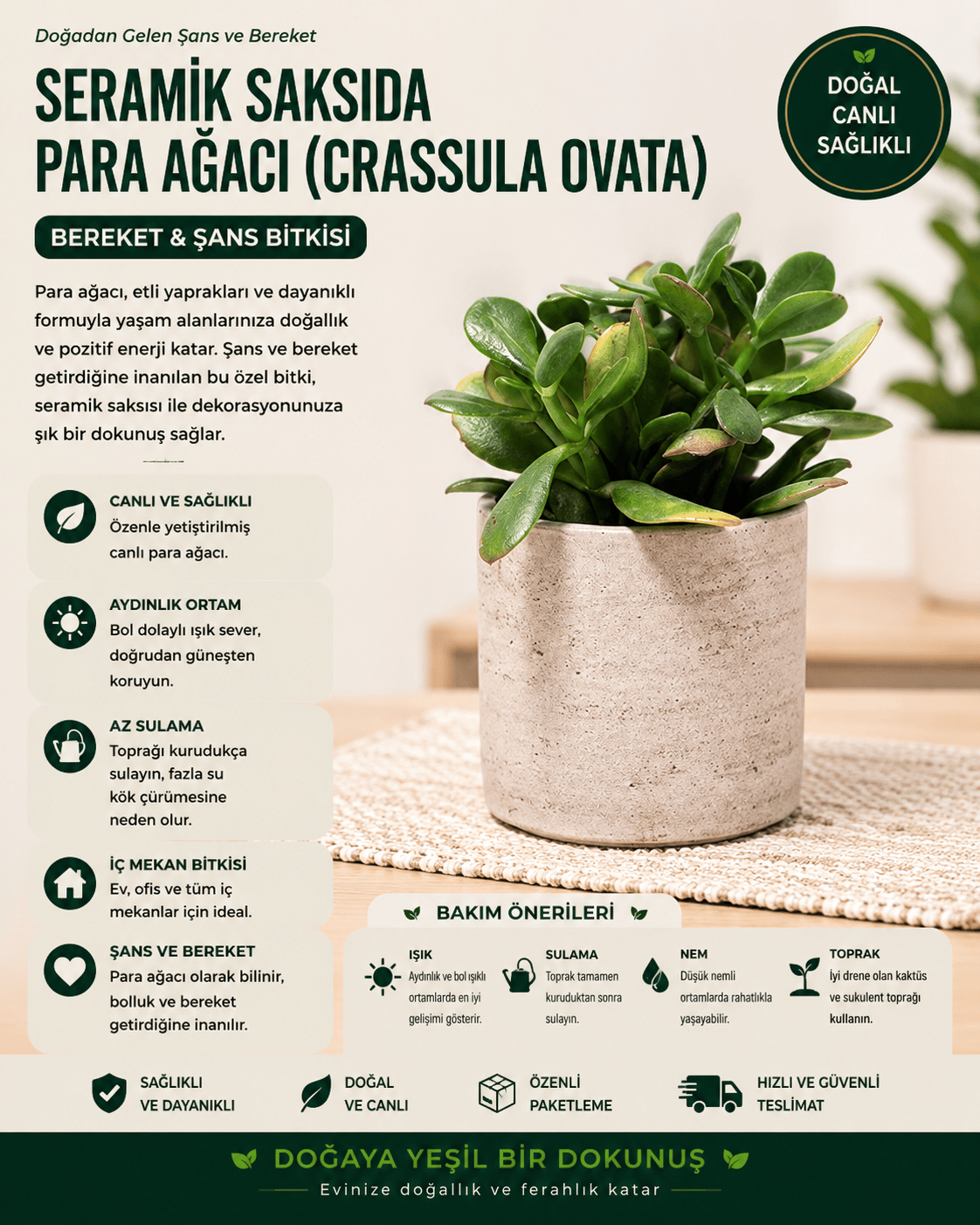 Seramik Saksıda Para Ağacı Bereket Ağacı Crassula Ovata 001