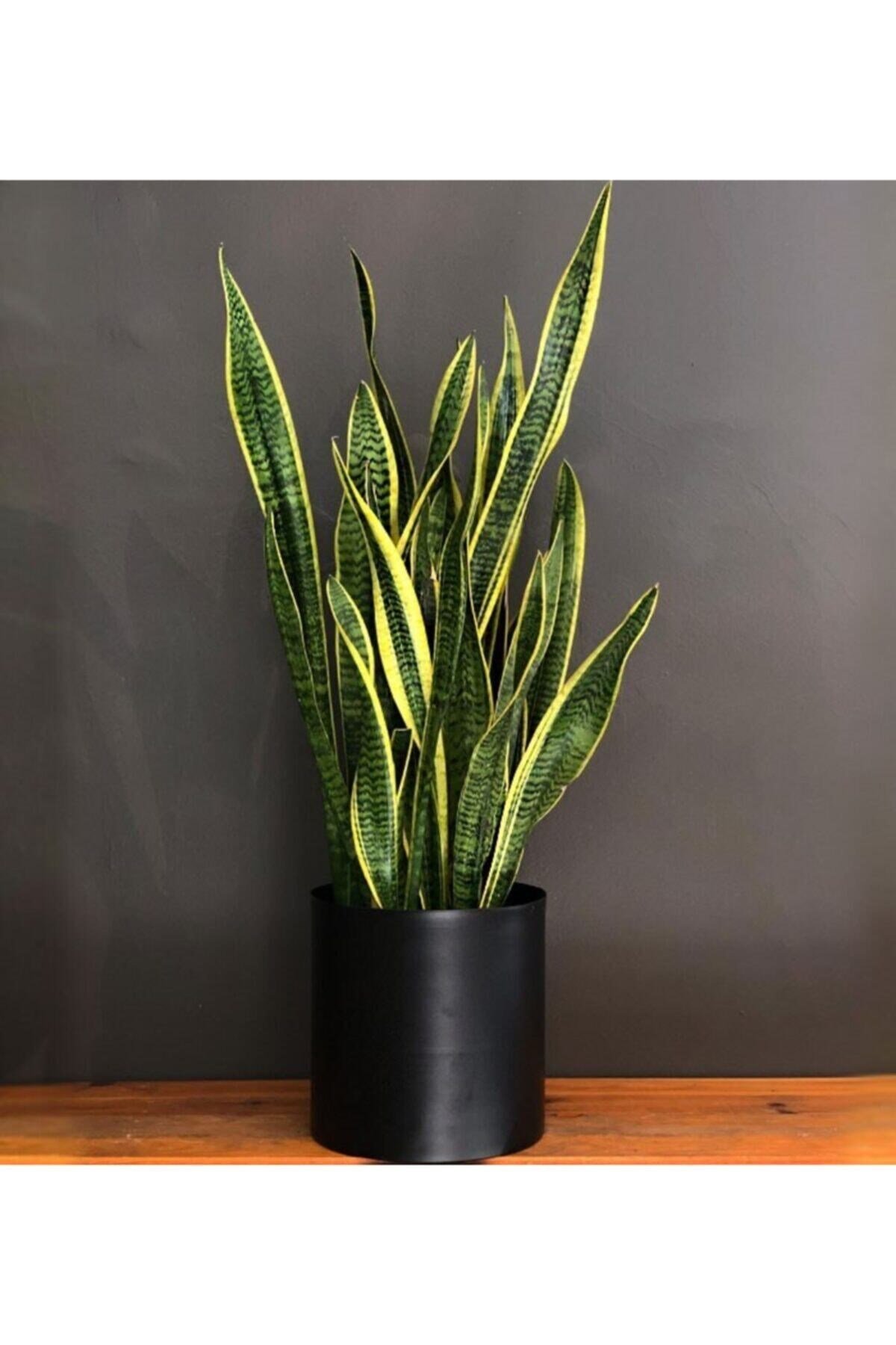 Seramik Saksılı Çok Köklü Paşa Kılıcı Sansevieria