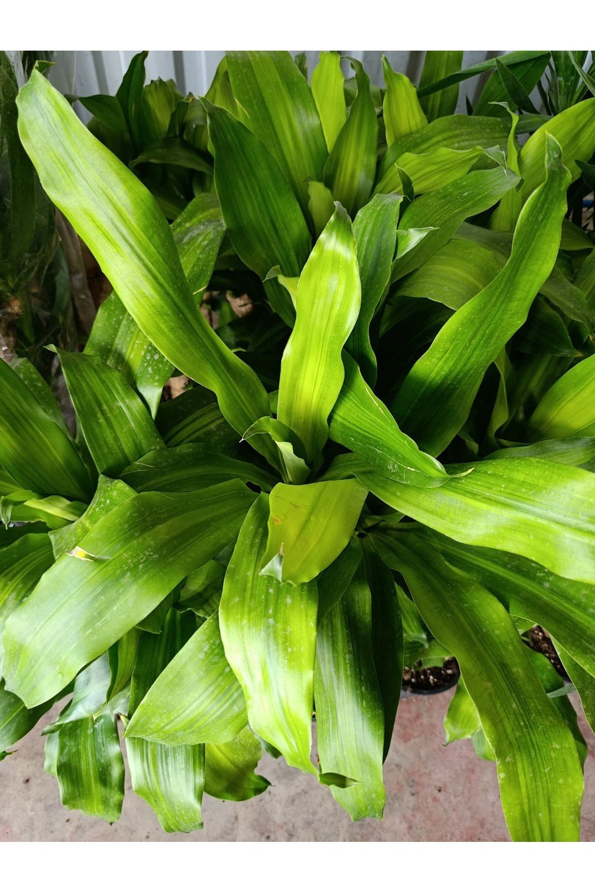 Servet Bitkisi / Dracaena (Draçena) Fragrans Massengana / 80-100 cm / 2 Kollu / Sevilen Bitki
