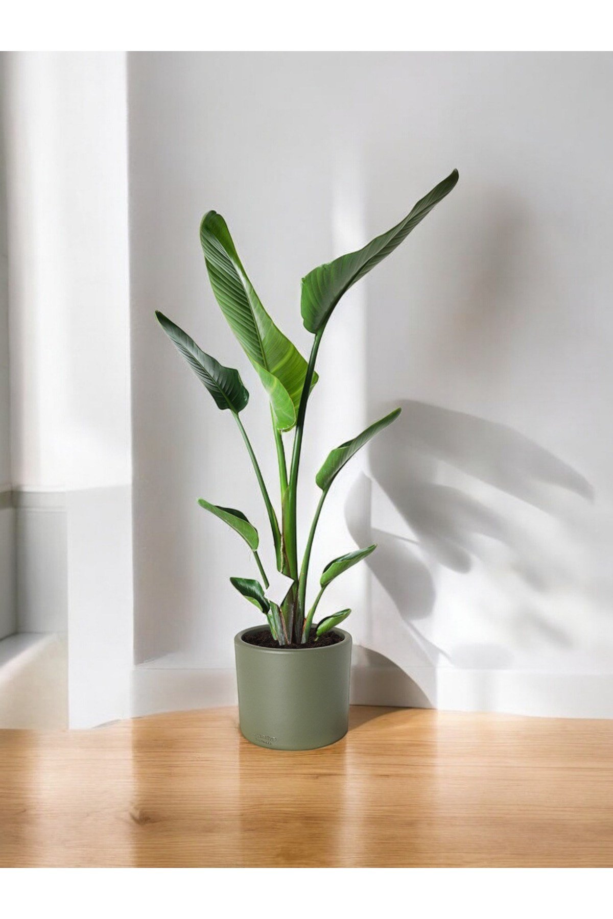 Şık Saksıda Strelitzia (Starliçe Cennet Kuşu Çiçeği) 130-150cm