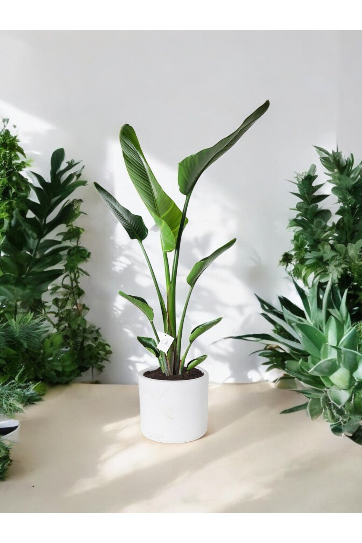 Şık Saksıda Strelitzia (Starliçe Cennet Kuşu Çiçeği) 130-150cm no2