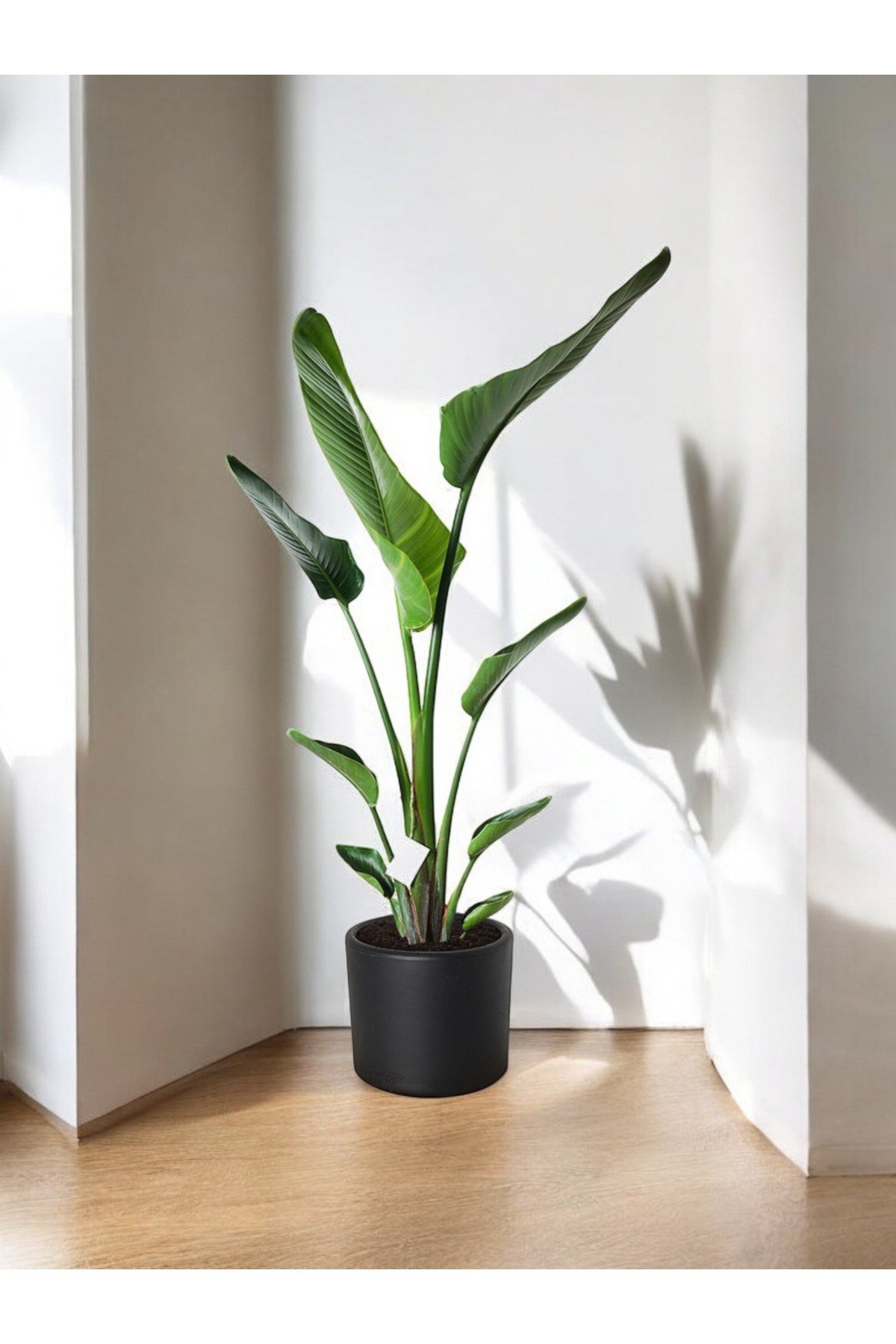 Şık Saksıda Strelitzia (Starliçe Cennet Kuşu Çiçeği) 130-150cm no3