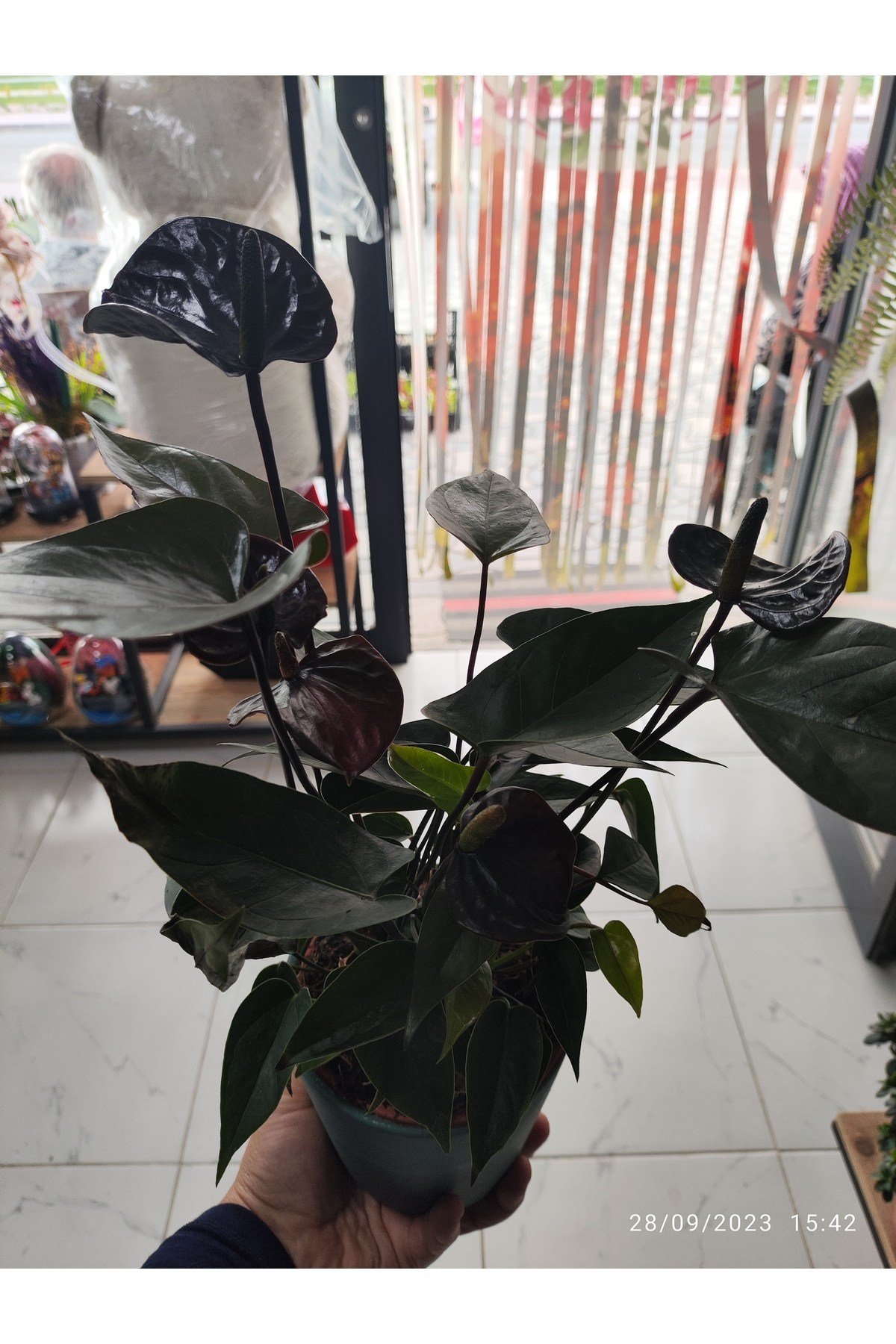 Siyah antoryum