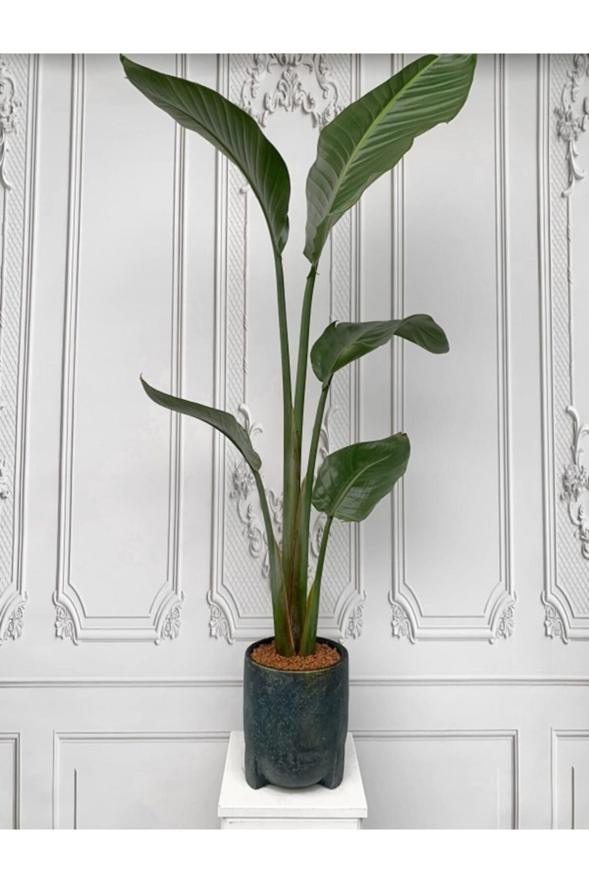 Starliçe 160-200 Cm