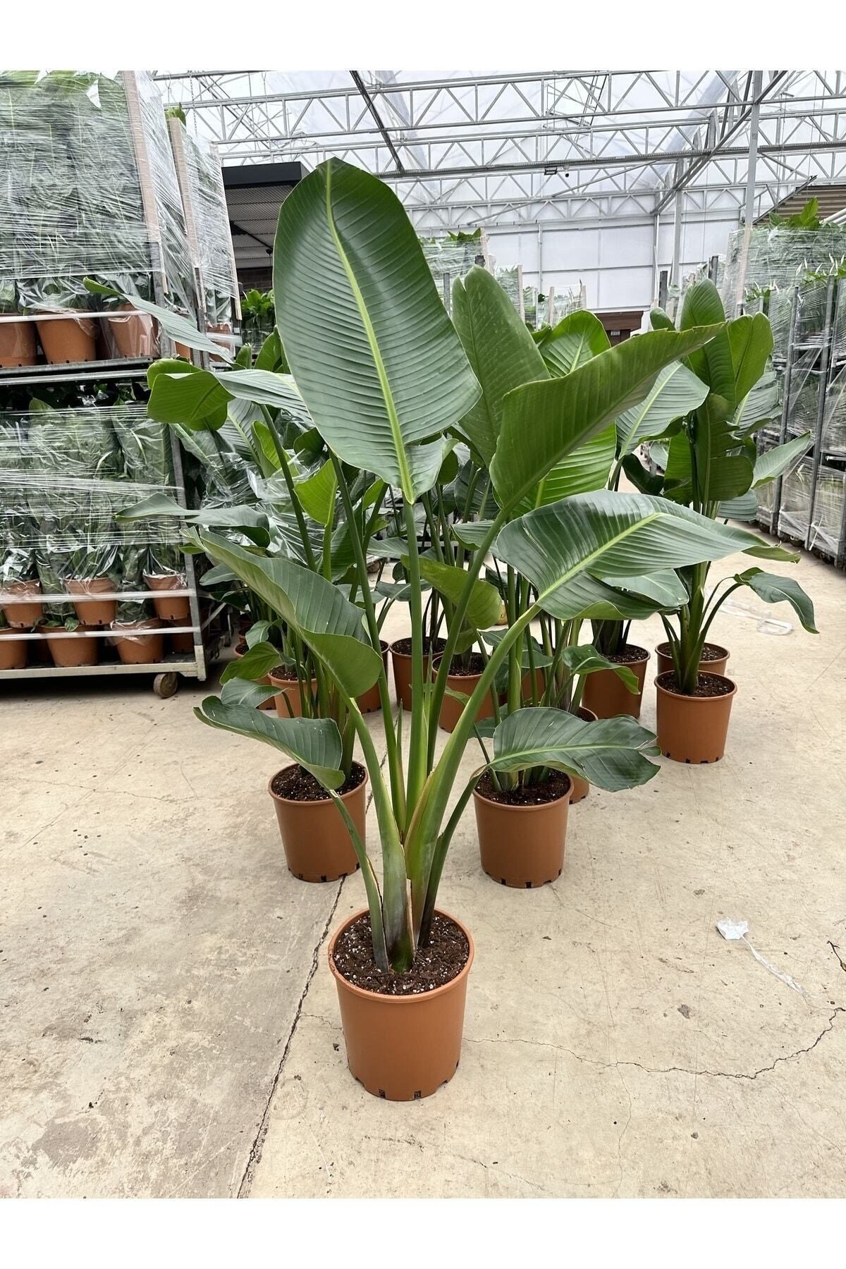 Starliçe Bitkisi Strelitzia 2-3 Köklü 130-160 Cm Cennet Kuşu Çiçeği