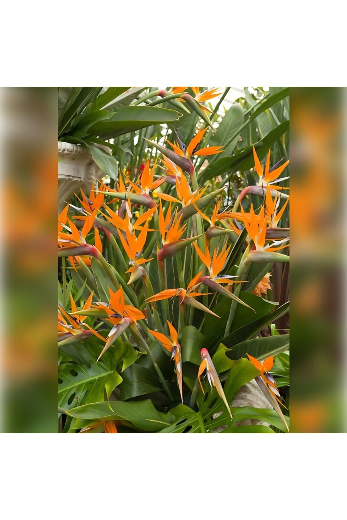 STARLİÇE ( CENNET KUŞU Strelitzia 100-120cm )
