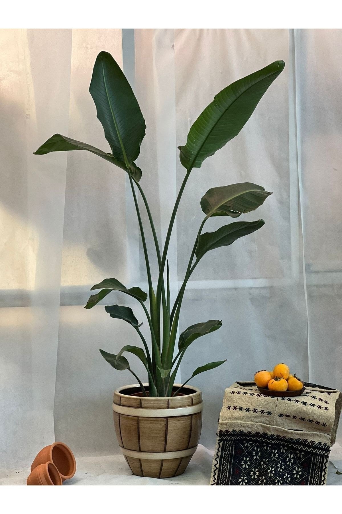 Starliçe Cennet Kuşu Strelitzia Nicolai Büyük Boy 170 Cm