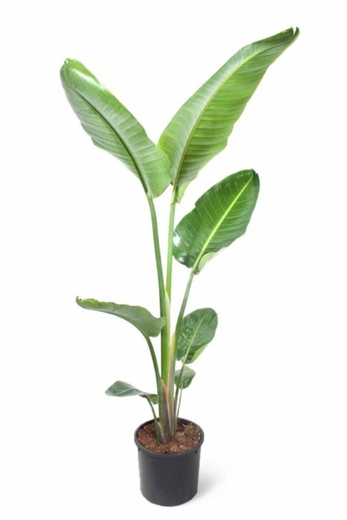 Starliçe Dev Boy 190-200 Cm