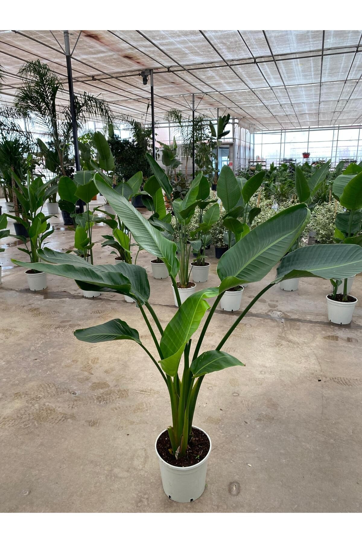 Starliçe İki Köklü ( Strelitzia ) 120-140 cm Ev, Ofis, Salon Bitkisi