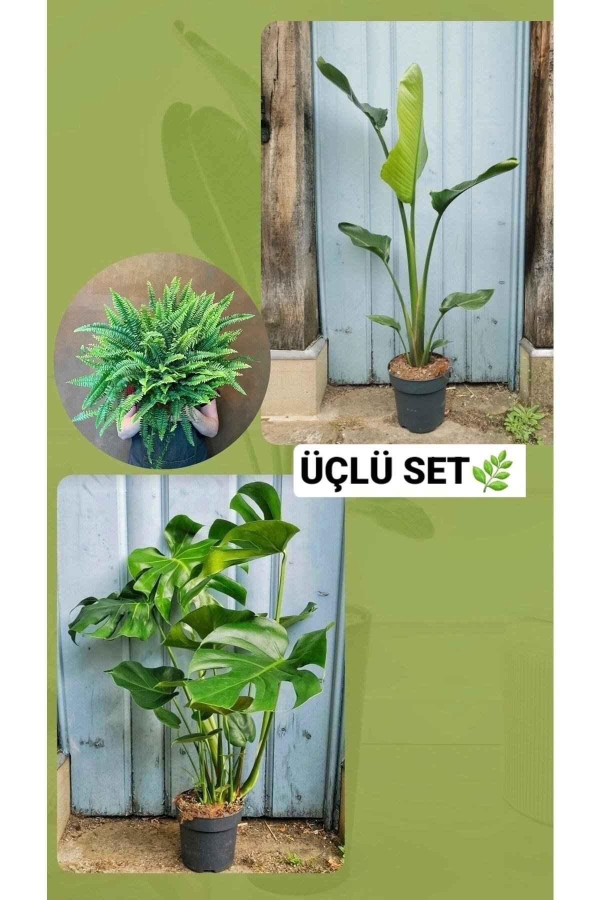 Starliçe Monstera Aşk Merdiveni Salon Bitkisi Kampanyalı Üçlü Set