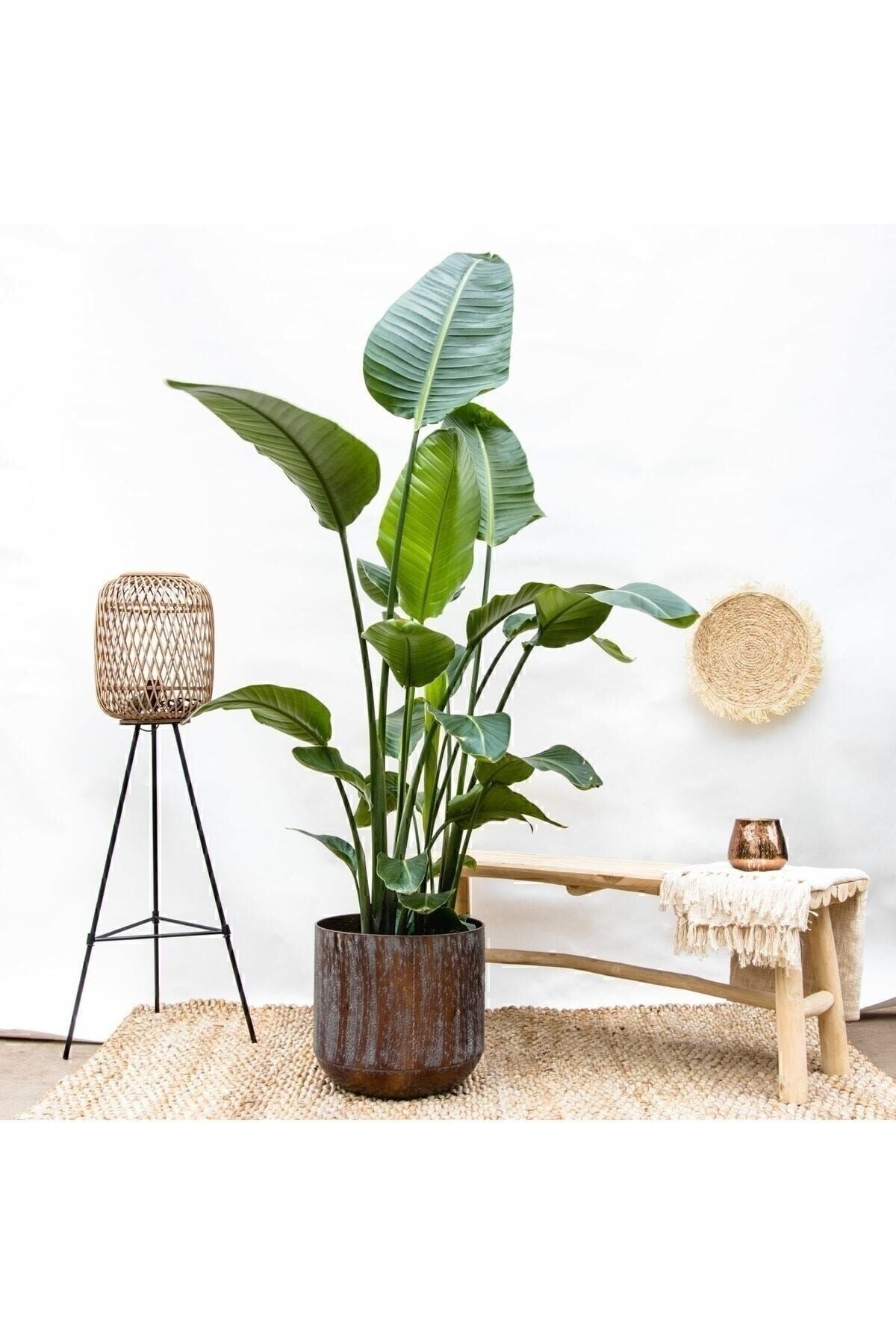 Strelitzia Starliçe 80-100Cm Tek Köklü