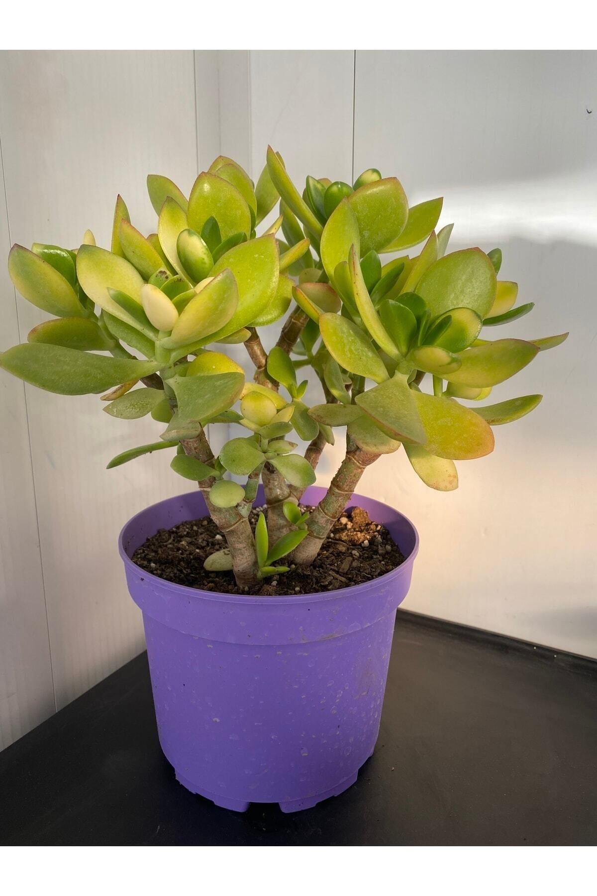 Sukulent Crassula Ovata Para Çiçeği