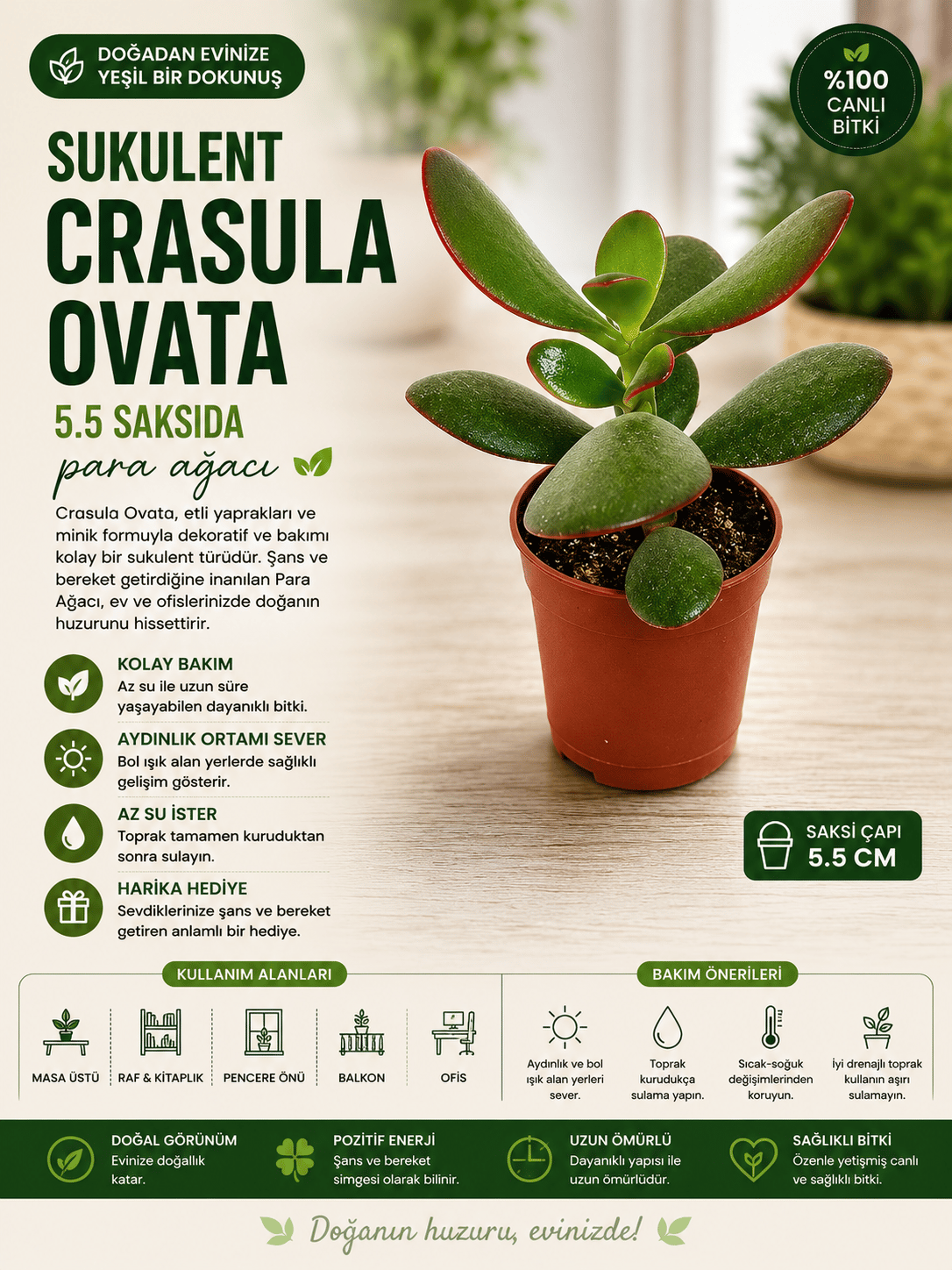 Sukulent Crasula Ovata 5.5 Saksıda Para Çiçeği