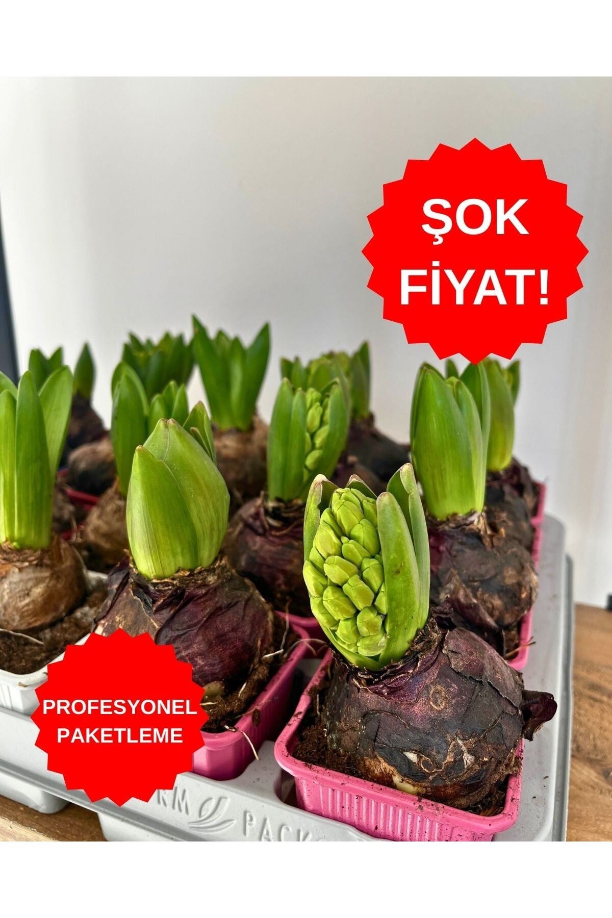 Sümbül