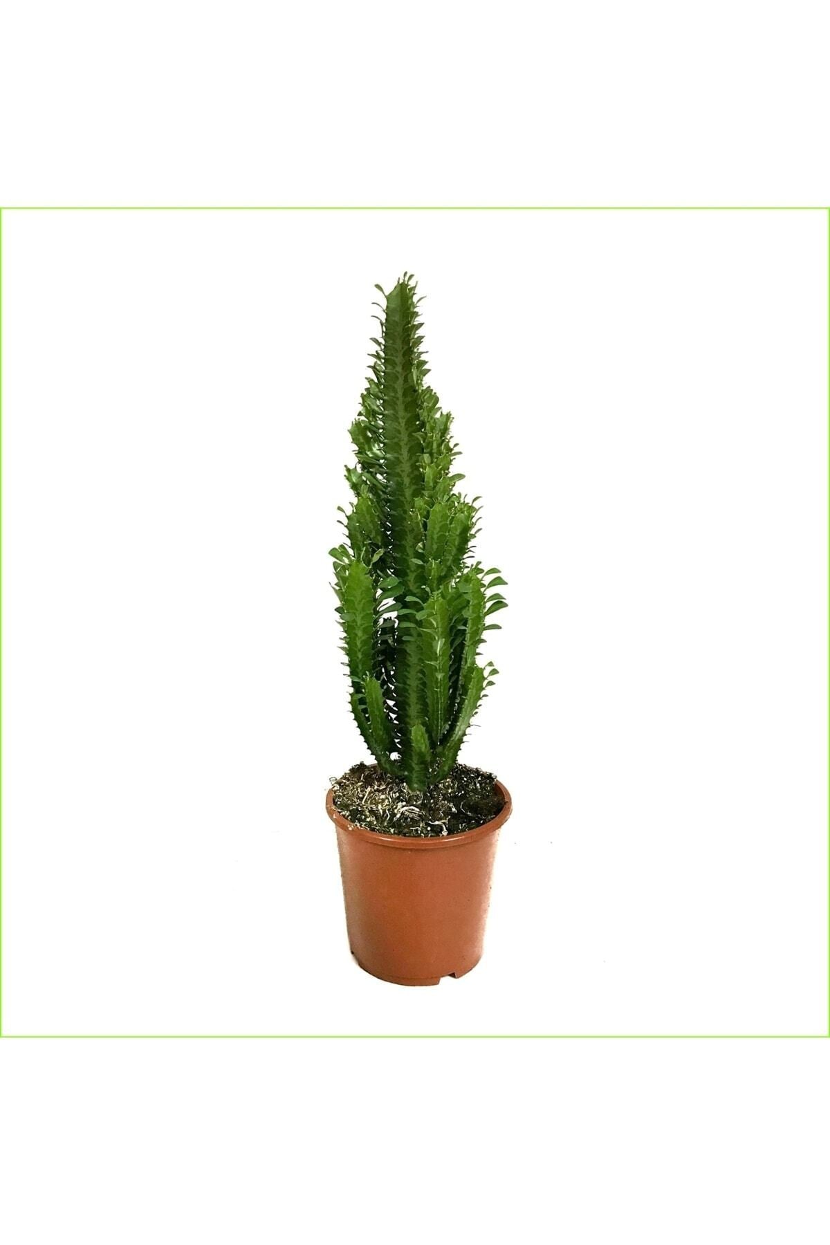 Süt Ağacı Büyük Boy 60-70 Cm