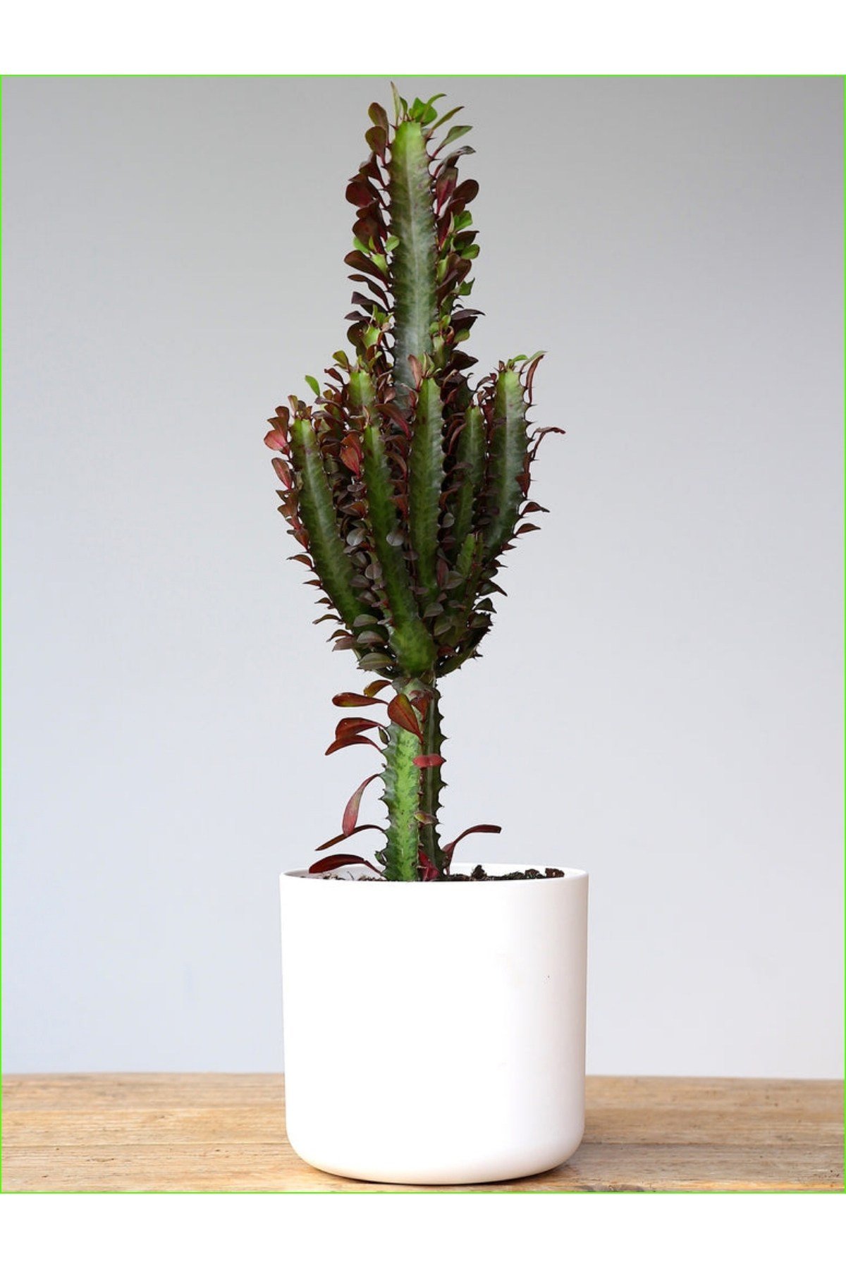 Süt Ağacı Büyük Boy 60-70 cm