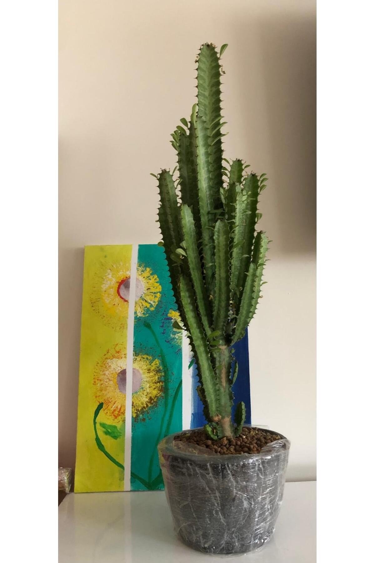 Süt Ağacı Euphorbia (60/80cm) (Plastik saksılı)