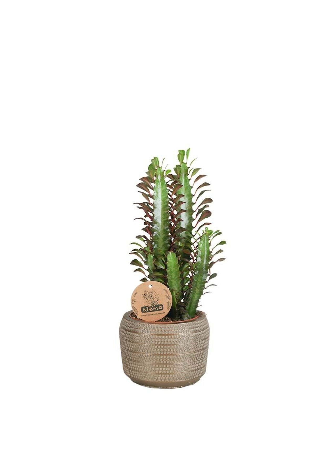 Süt Ağacı - Euphorbia Trigona Bakır Lucy