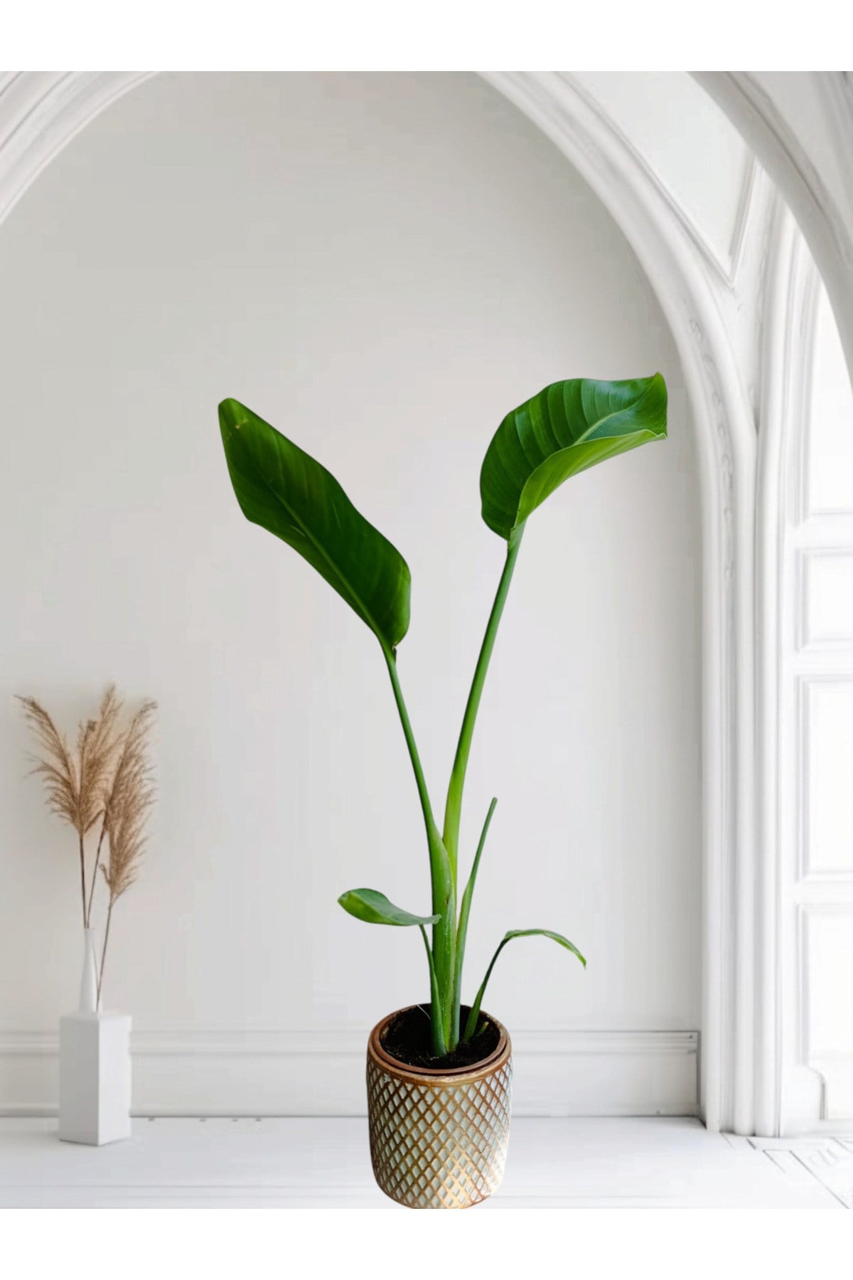 Taş saksıda Starliçe cennet kuşu çiçeği 90 cm