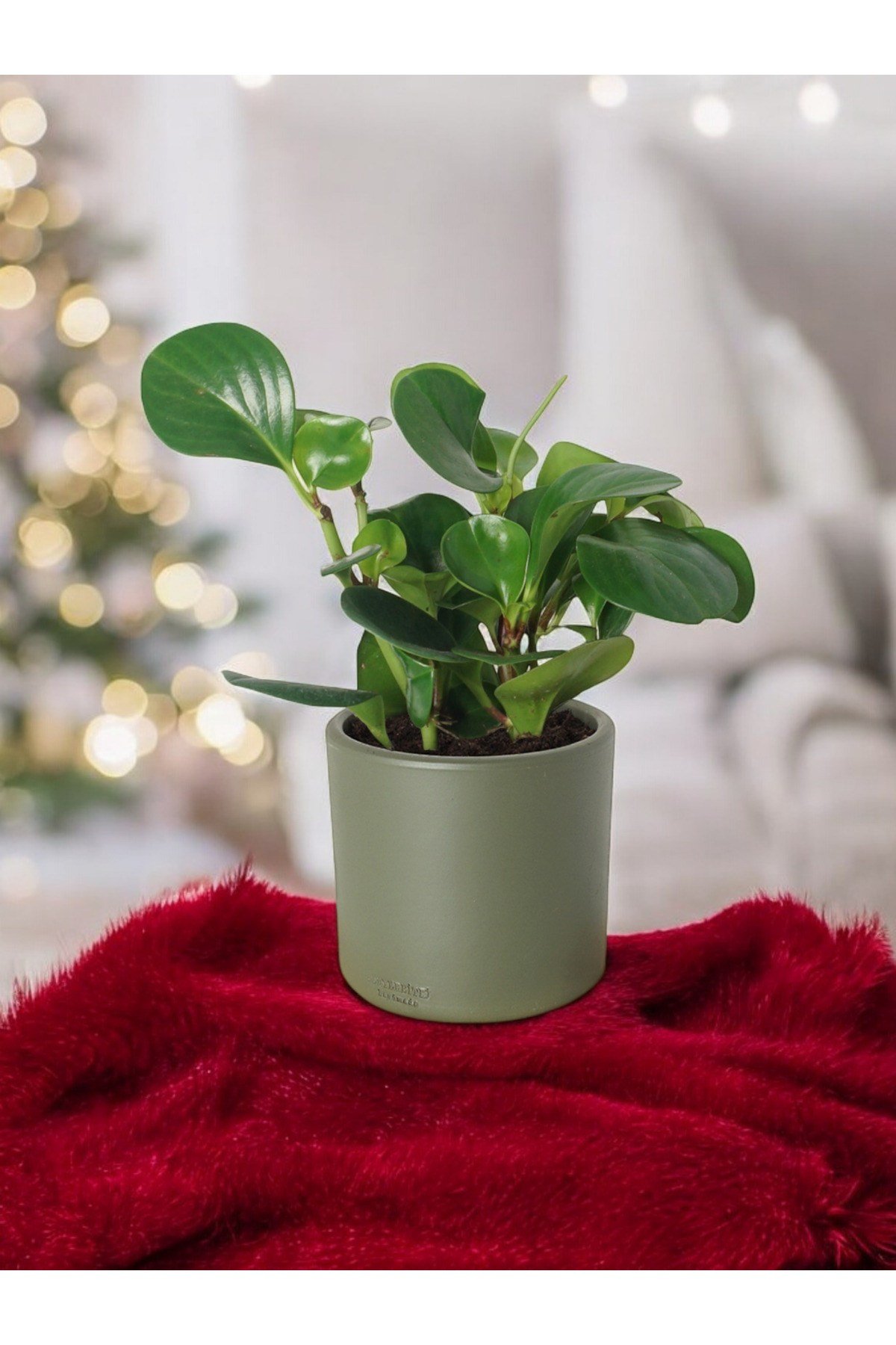 Taş Saksıda Zümrüt Dalgası Bitkisi-Peperomia Obtusifolia Peperomya No 4