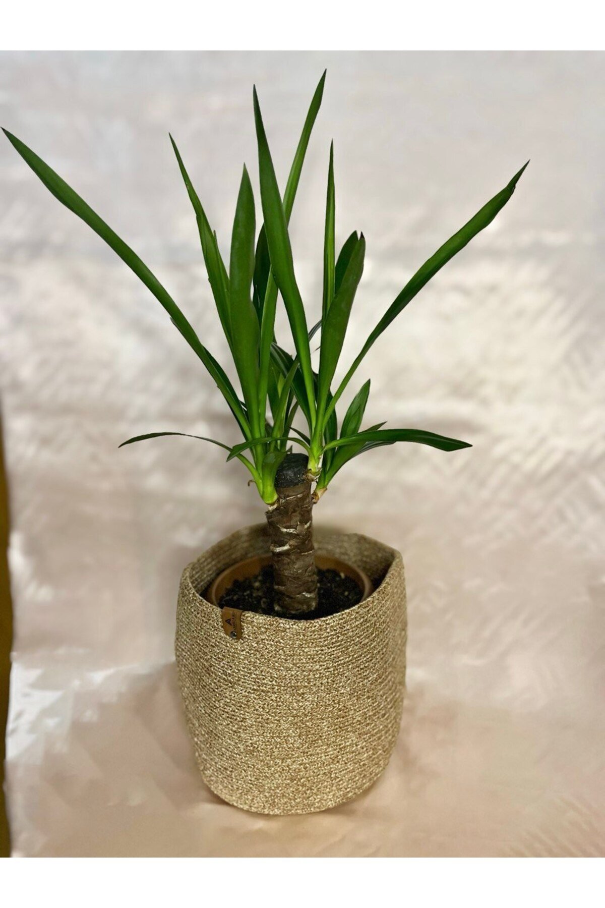 TEK GÖVDE KÜÇÜK BOY YUCCA OFİS BİTKİSİ