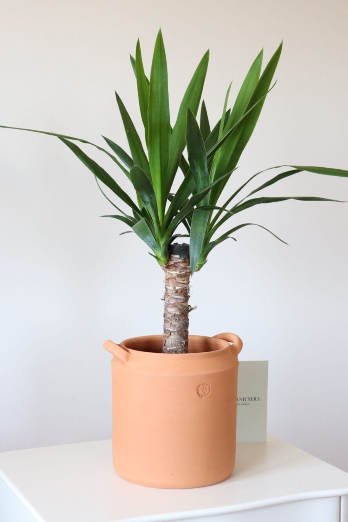 Tekli İthal Yucca Bitkisi