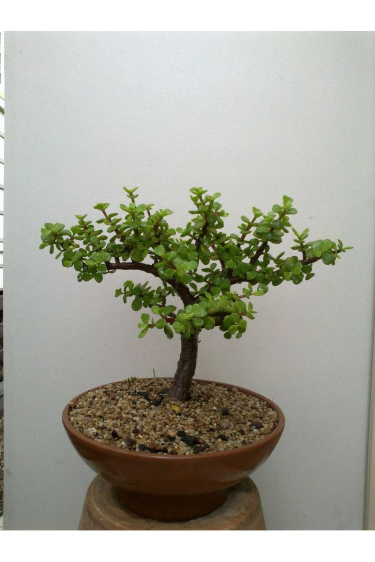 Toprak saksıda para bonsai no 3