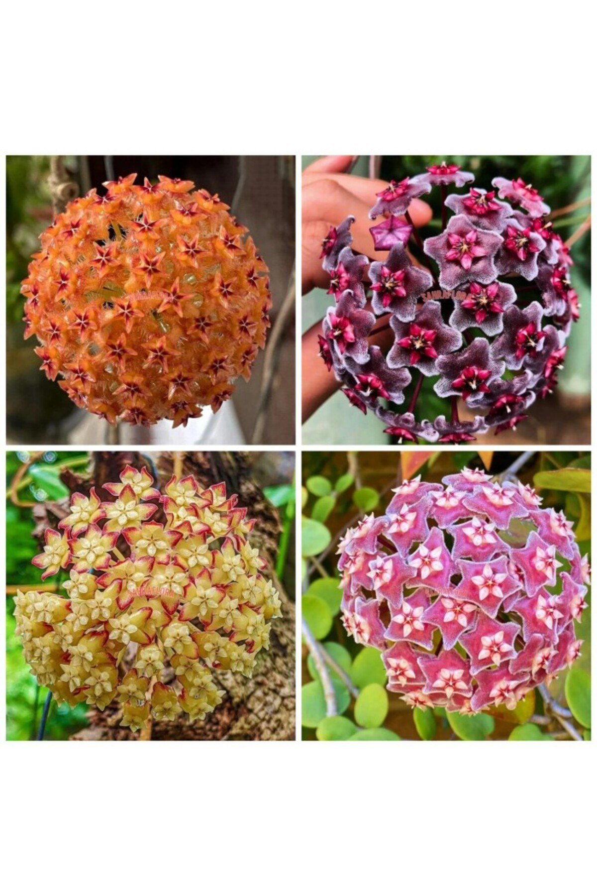Toz Pembe Renkli Mum Çiçeği Fidanı 10-20 cm