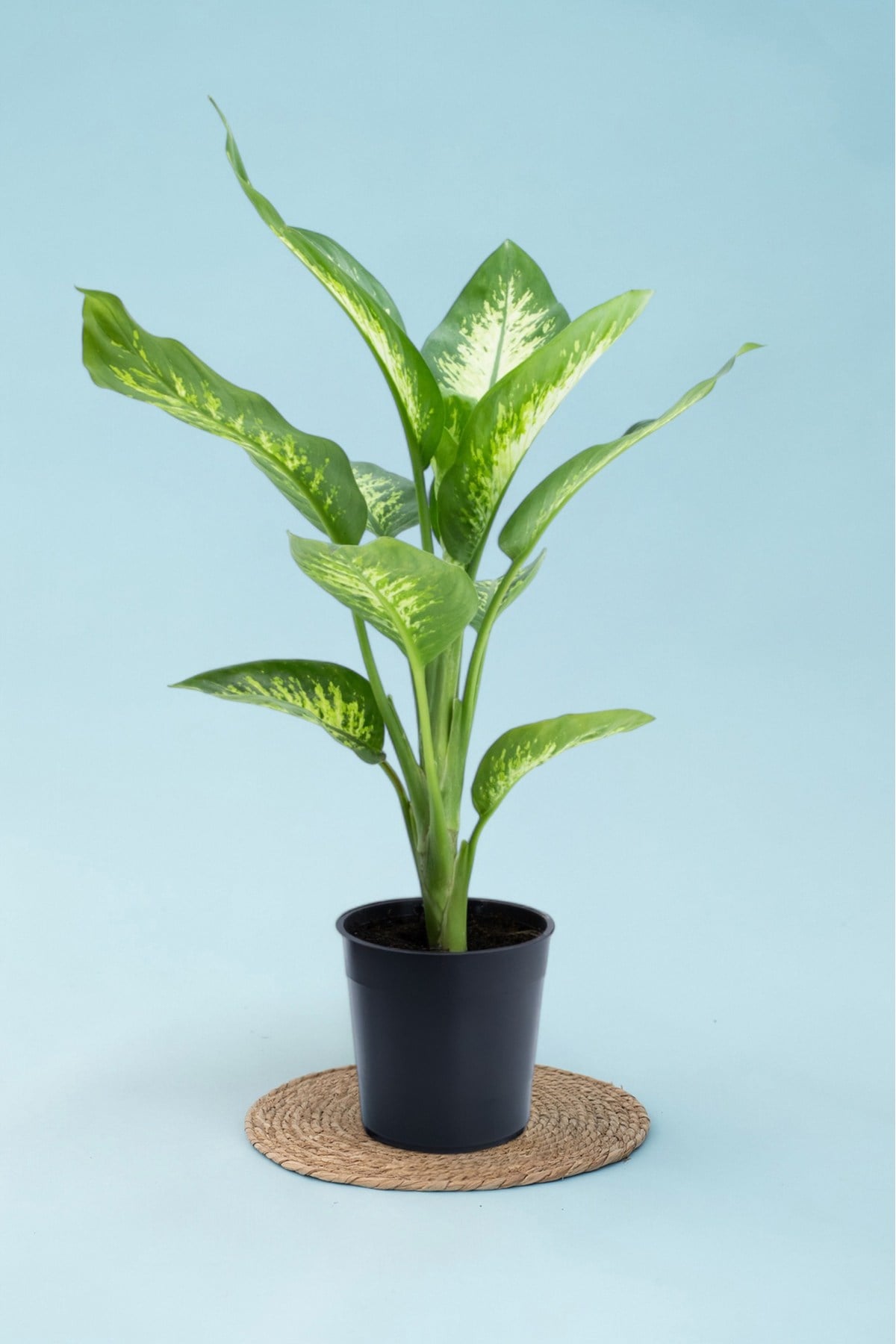 Tropik Snow - Difenbahya 40 - 60 cm Küçük Canlı Ev Bitkisi Ofis Bitkisi Salon Bitkisi İç Mekan