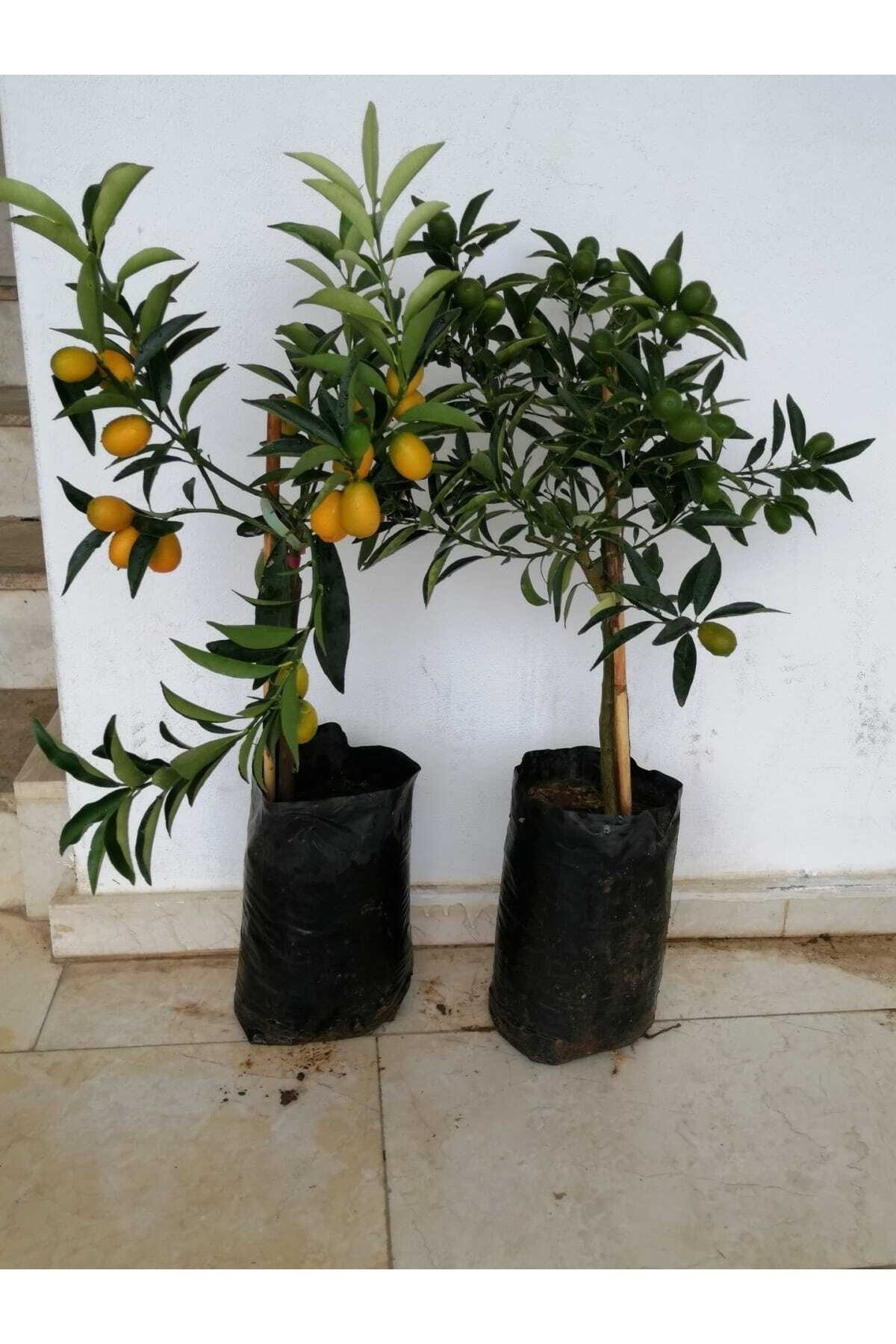Tüplü Fidan Kamkat (süs Portakal) Portakal Fidanı