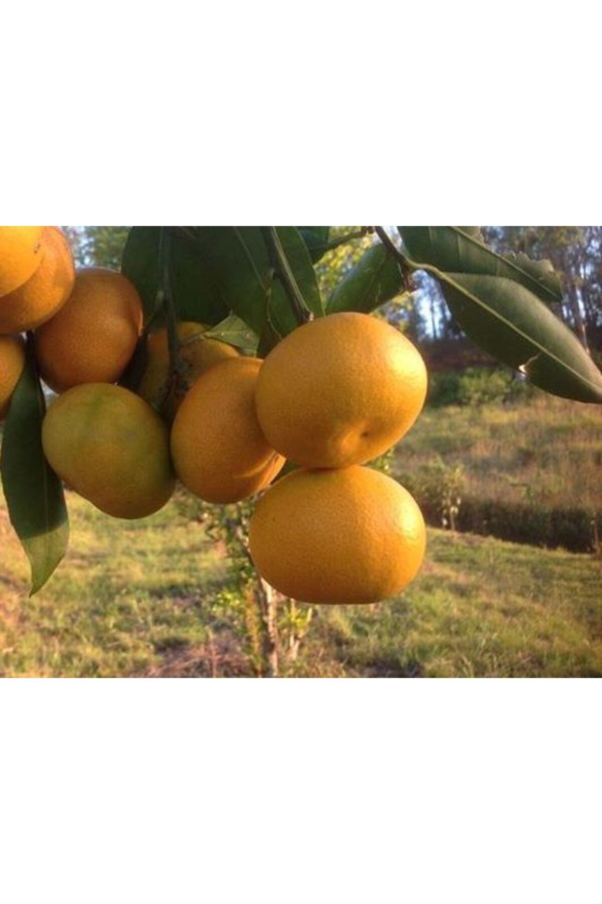 Tüplü Fidan Okitsu Mandalina Fidanı