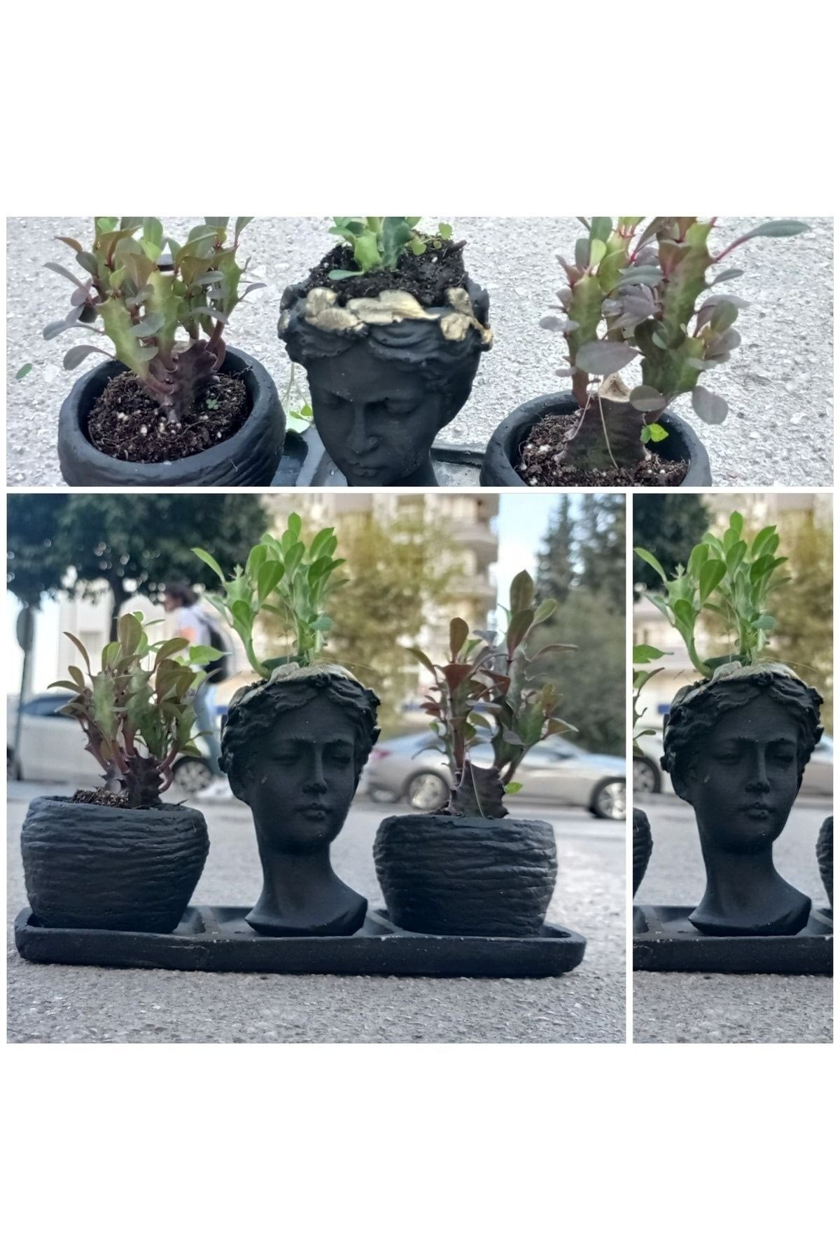 Üçlü Helen Saksıda Sukulent Süt Ağacı