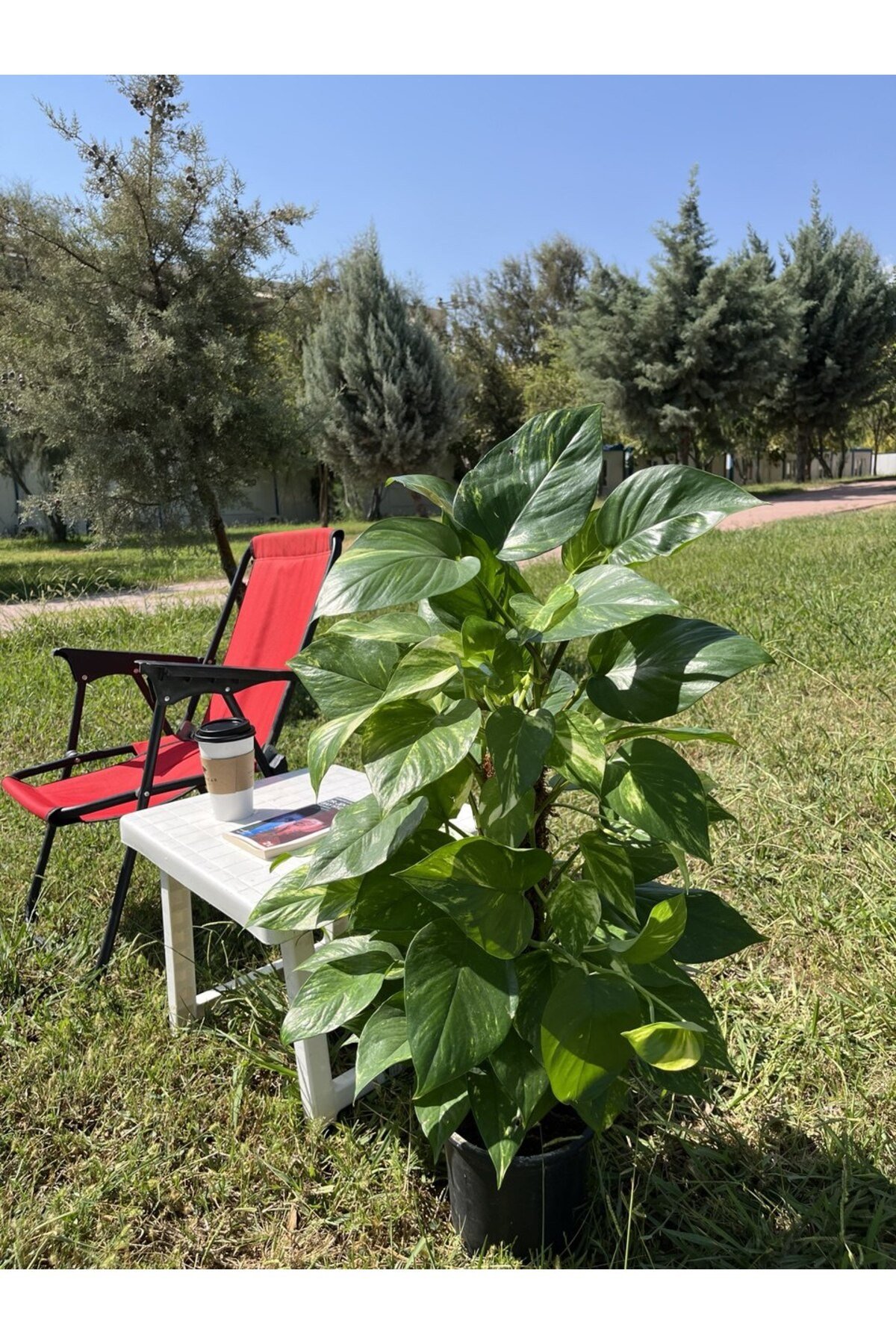 Yosun Gövdeli Patos Salon Sarmaşığı-golden Pothos- Dolgun Form Xl+ Euphorbia Kaktüs HEDİYELİ